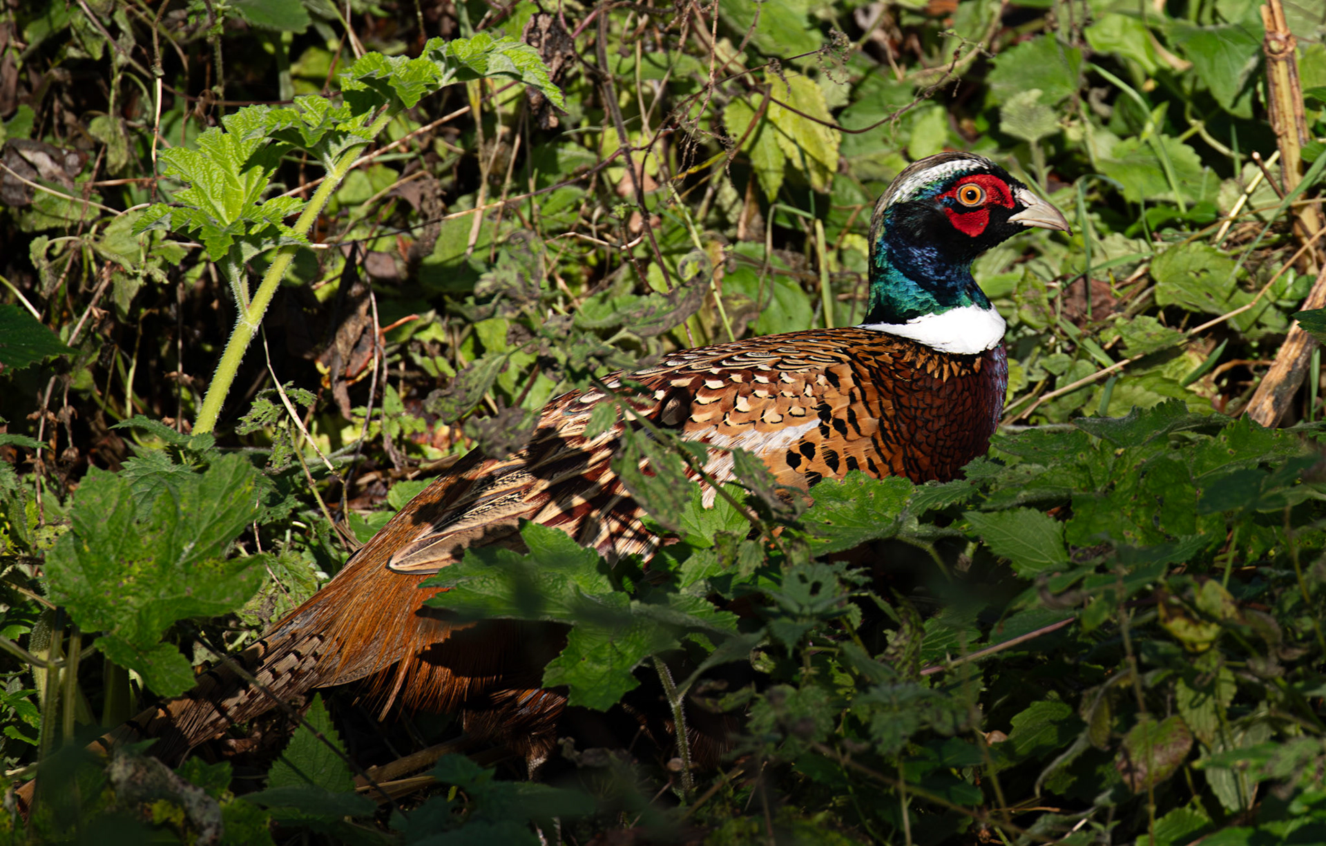 Ardgaty 12 November 2025