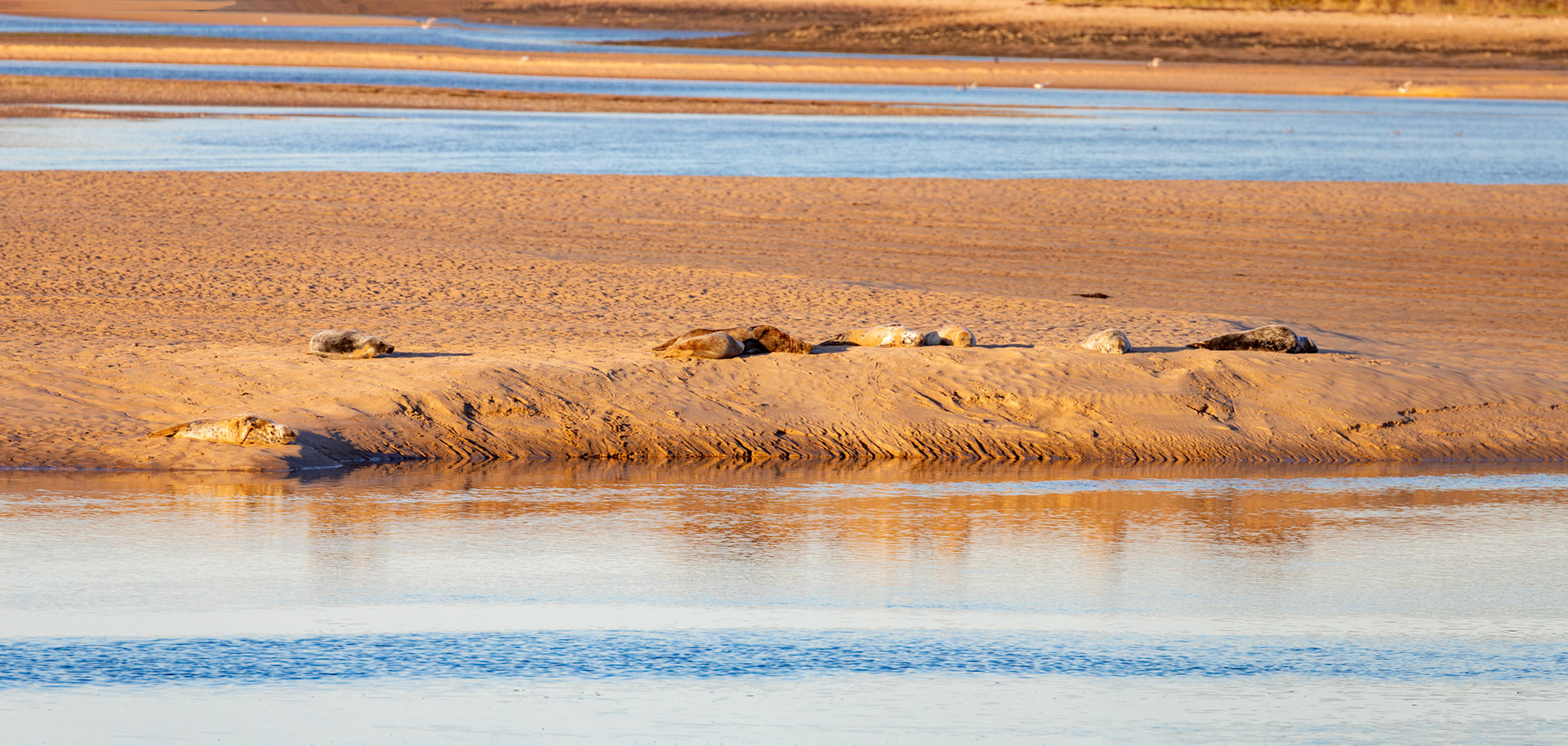 Grey Seals on Loch Fleet at Low Tide - 29 April 2026
