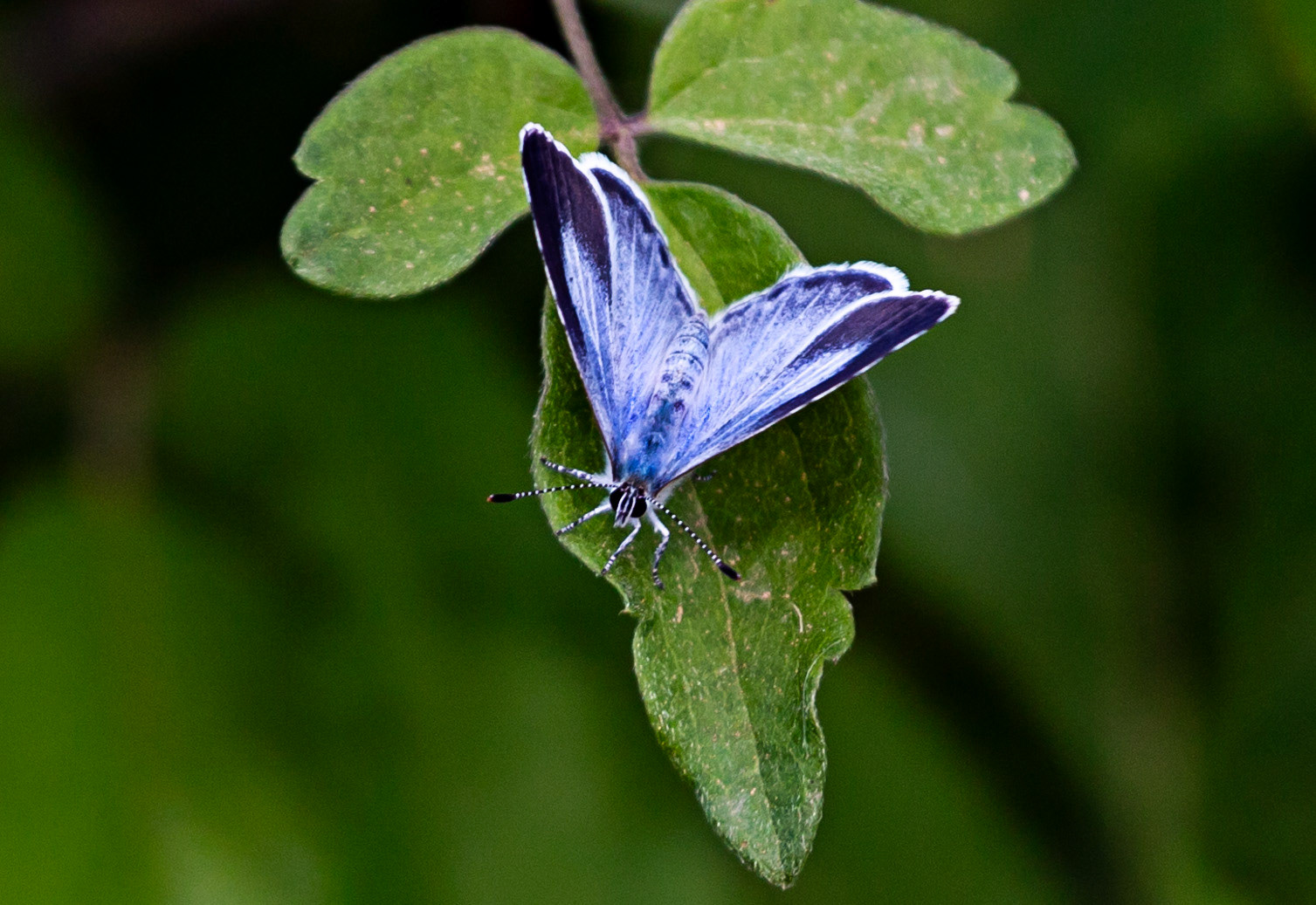 Monteriggioni 22 June 2024