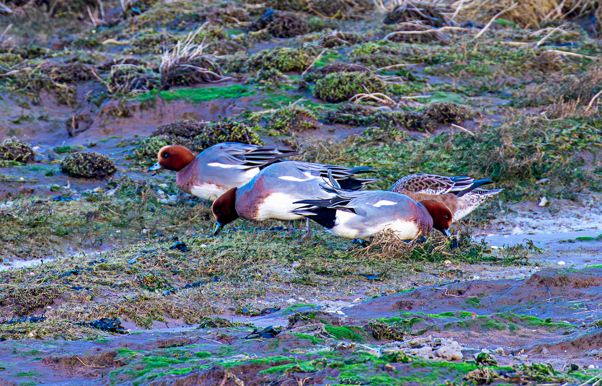 Wigeon at Aberlady, East Lothian - 05 February 2025