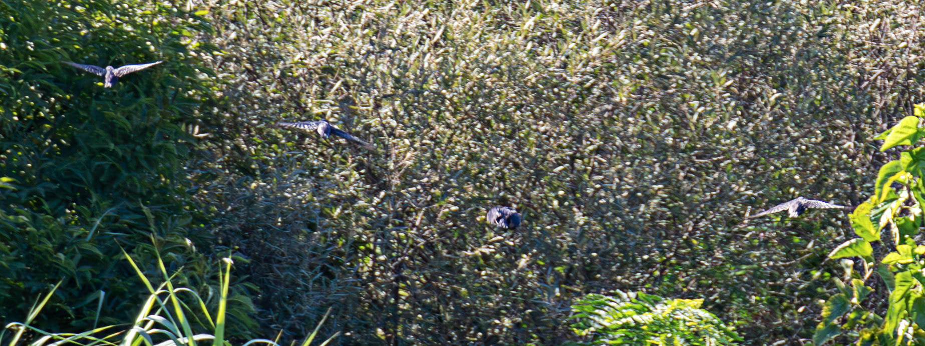 Spotless Starling - Barca de Alva 22 August 2026