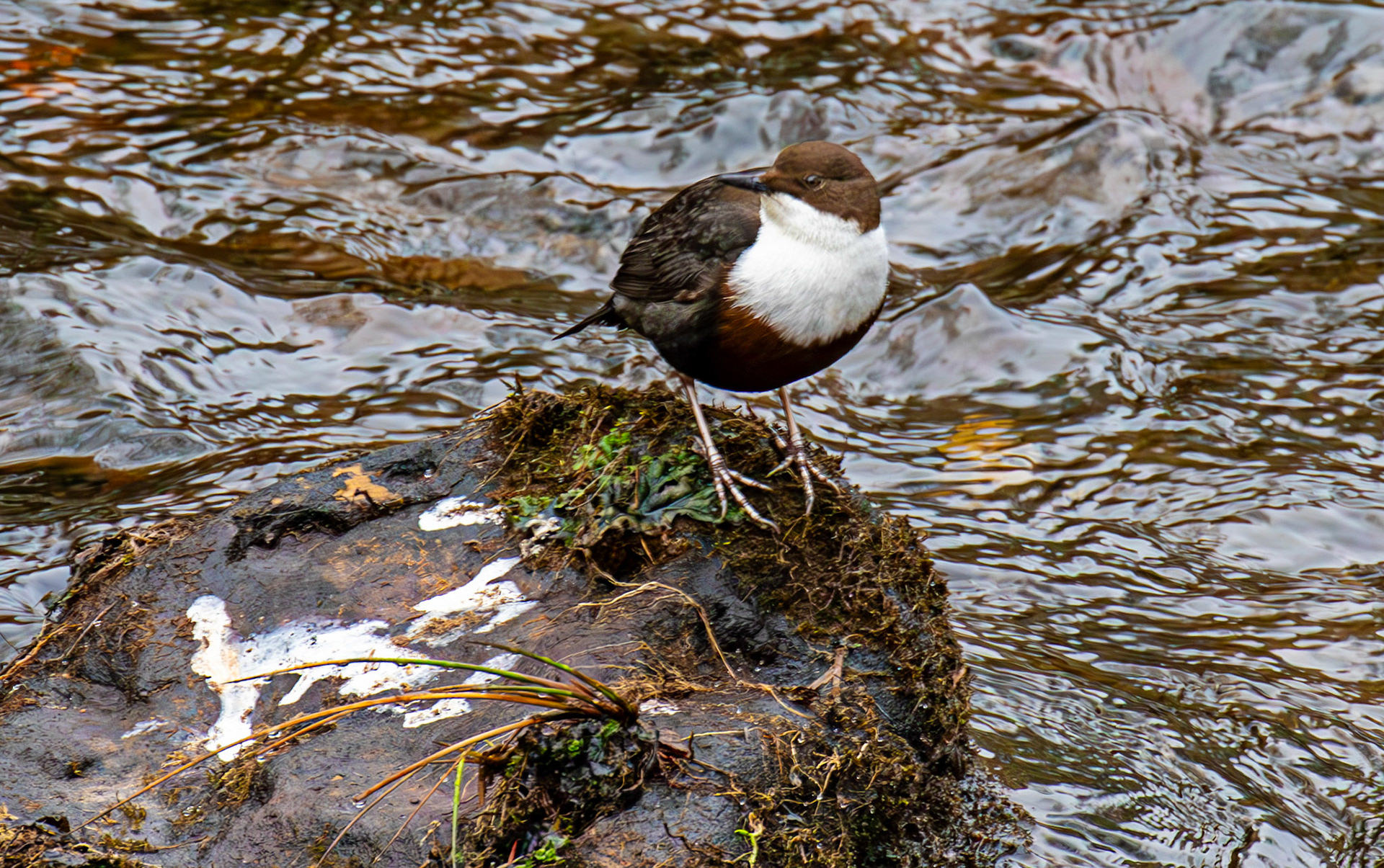 Dipper at Penicuik House 22 Jan 2025 - He had just been singing midstream.