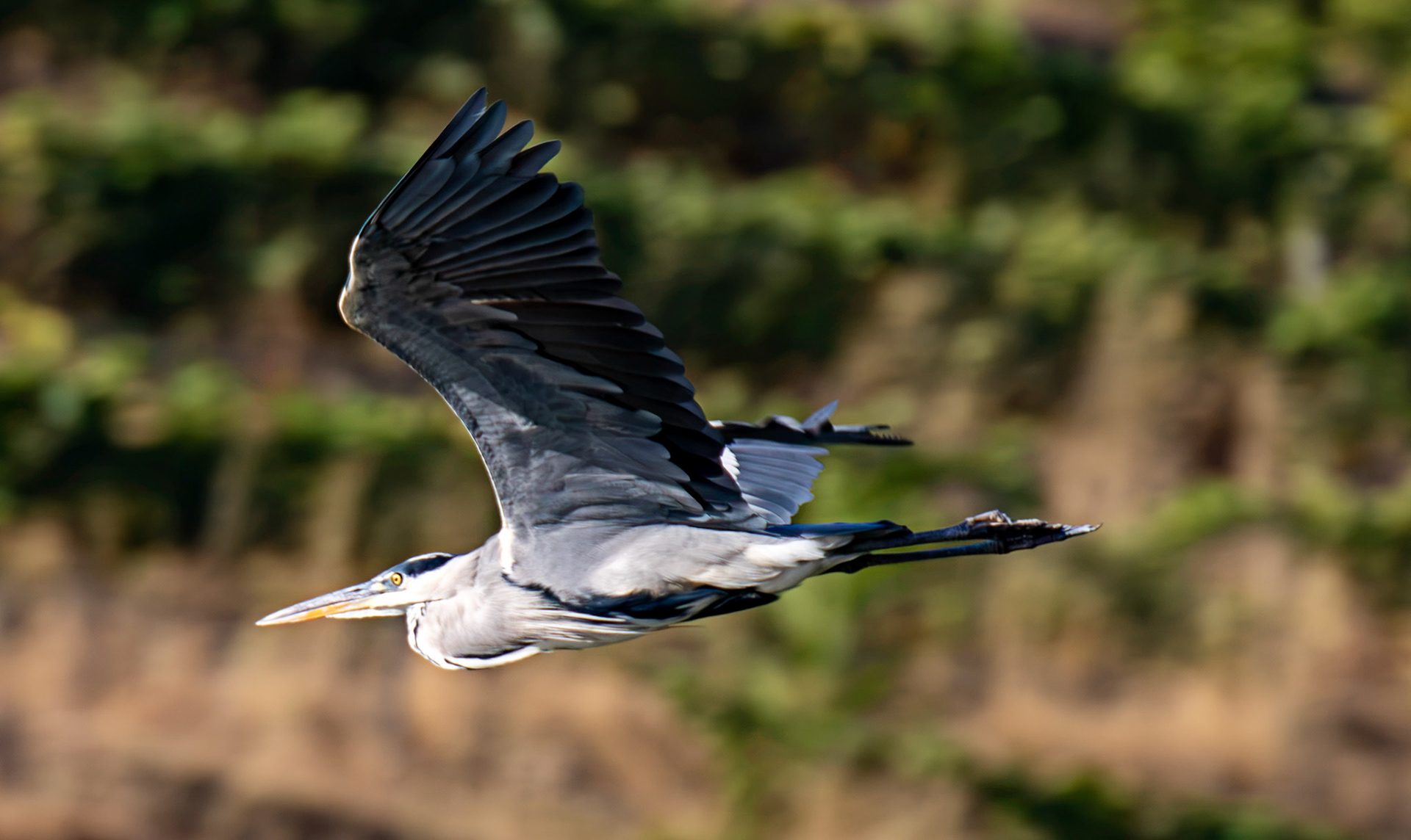 Grey Heron - Douro cruise 21 August 2026