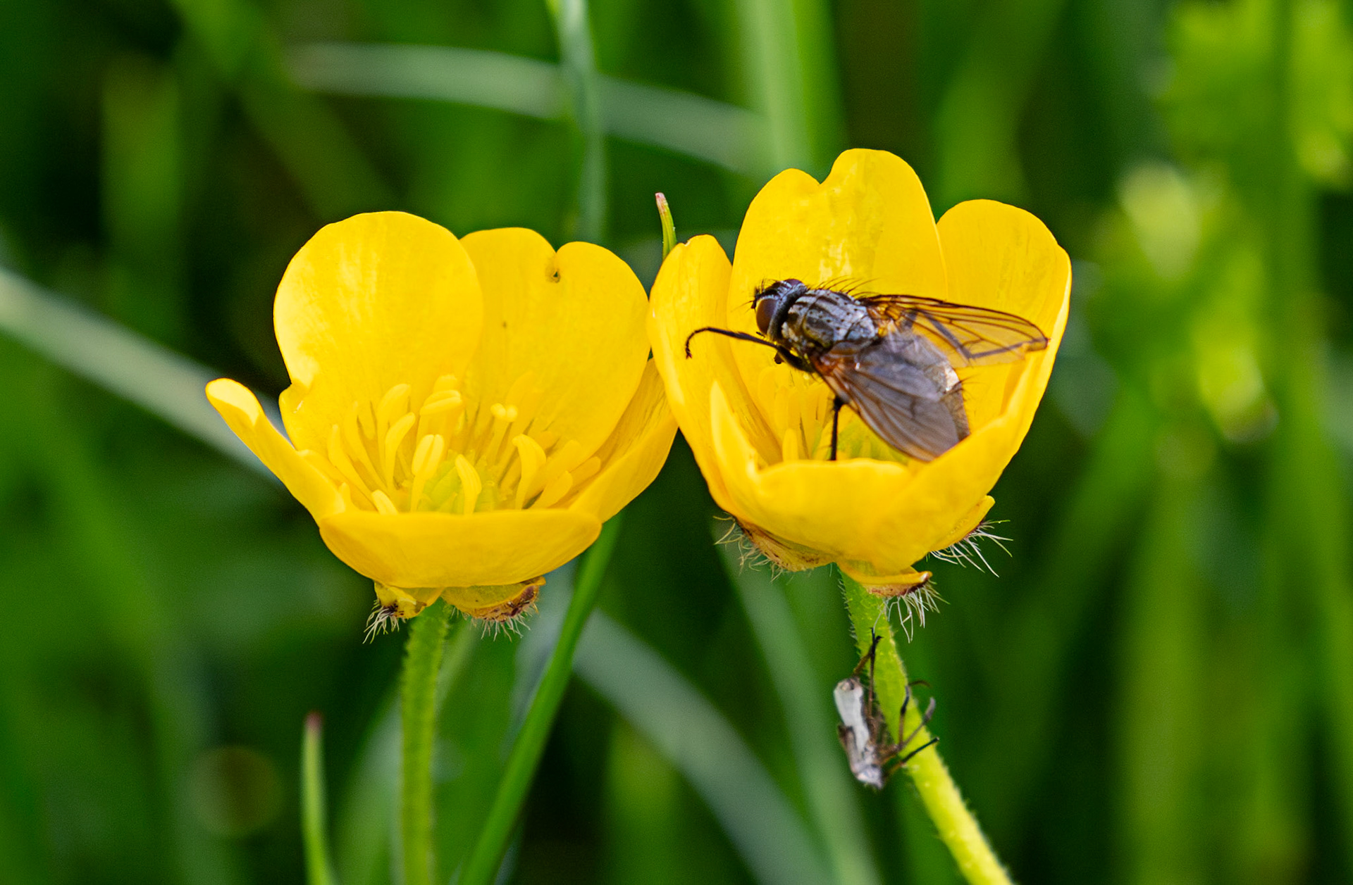 Phaonia angelicae (Yellow-winged Bristleshin) Harperrig 22 June 2025