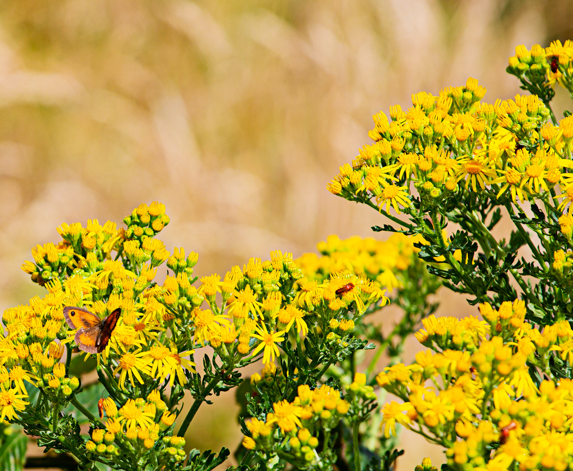 Ventnor Downs 13 July 2022