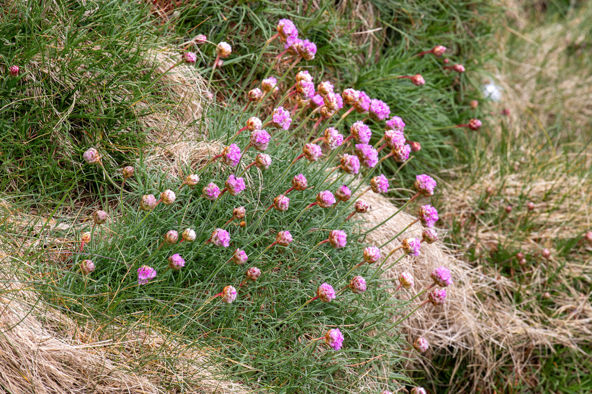 Duncansby Head 03 May 2026