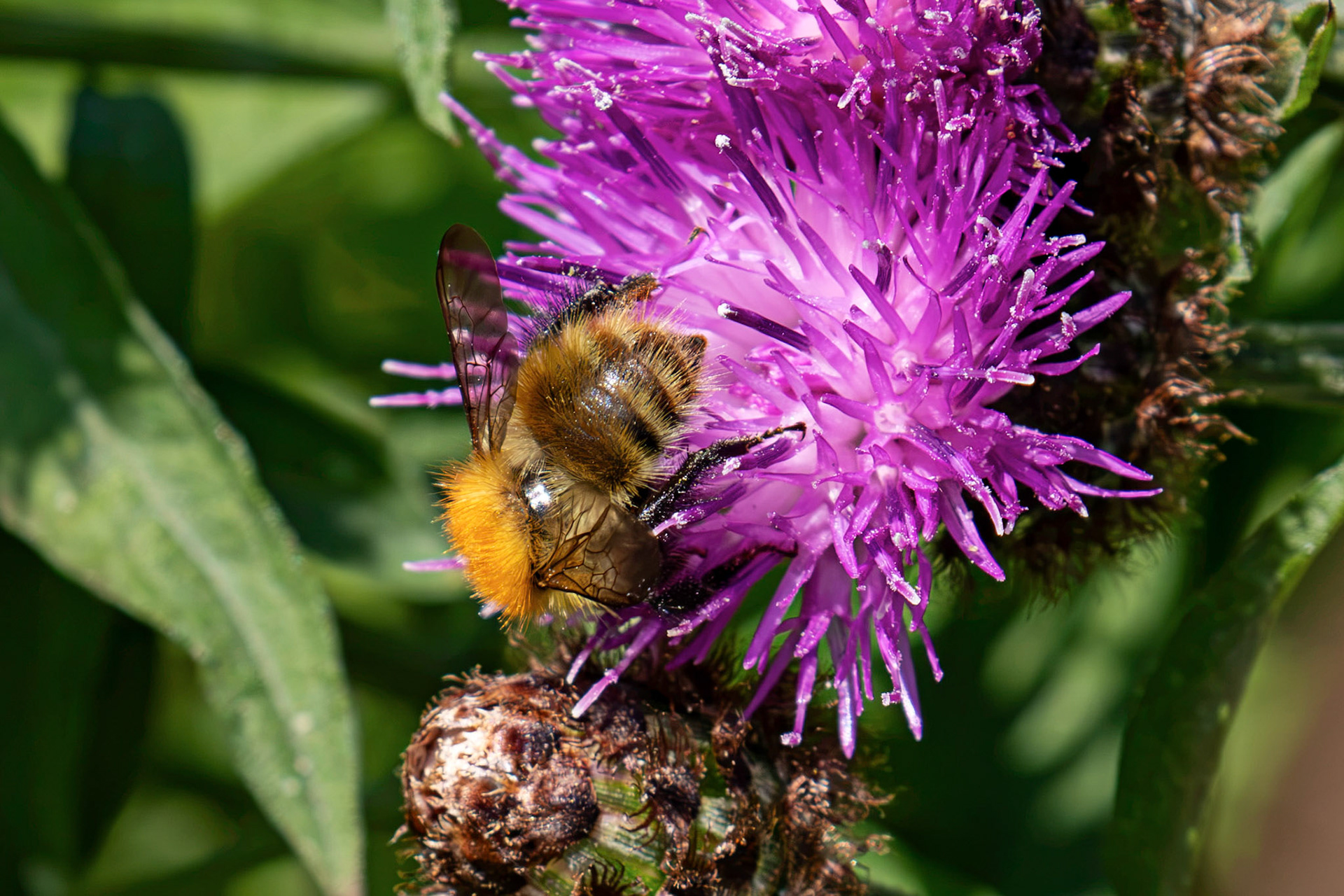 Common Carder Bee (Bombus pascuorum)  - Howden Walled Garden 15 July 2026