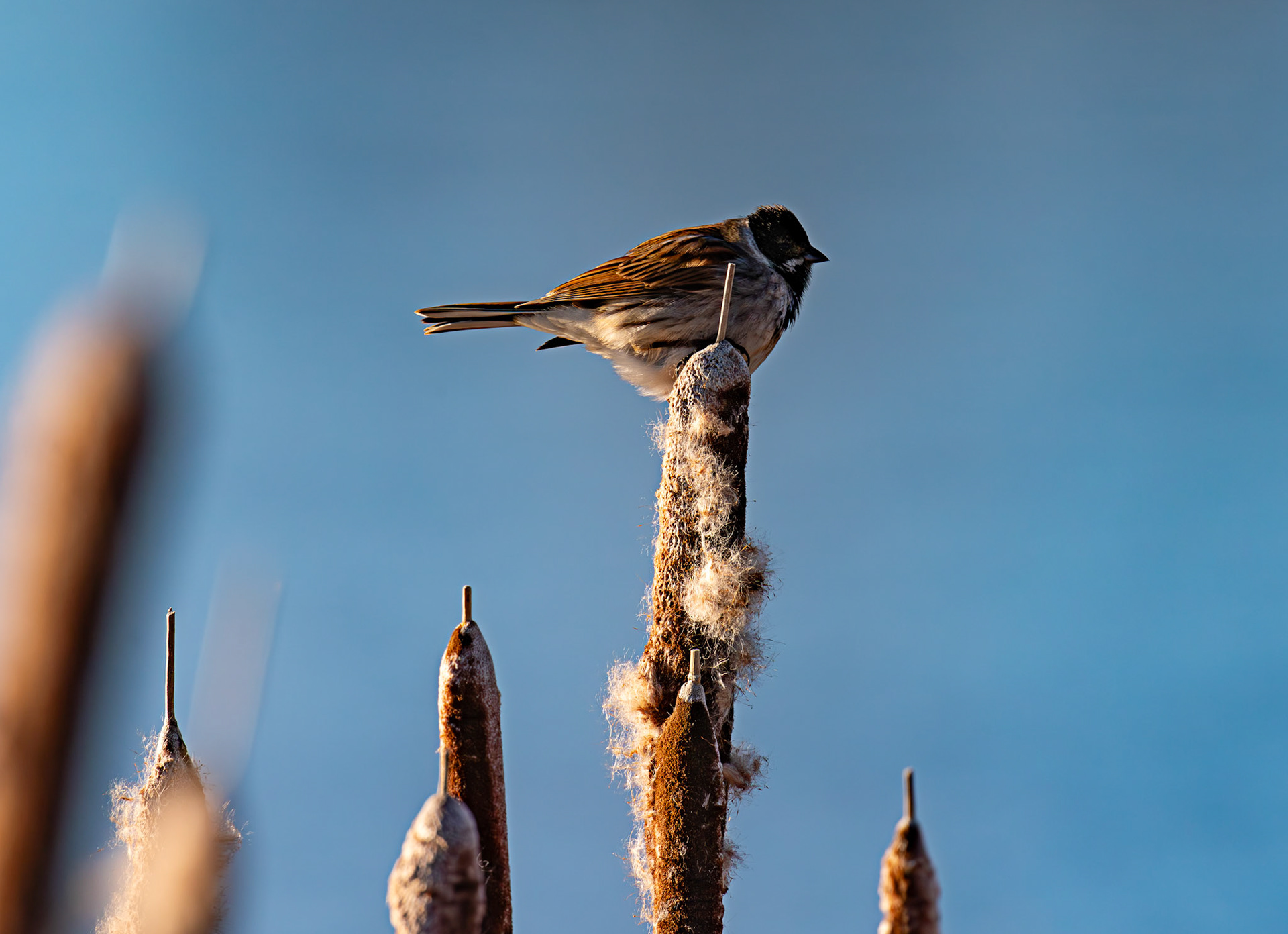 Reed Bunting on Reeds at Letham Pools 08 January 2025