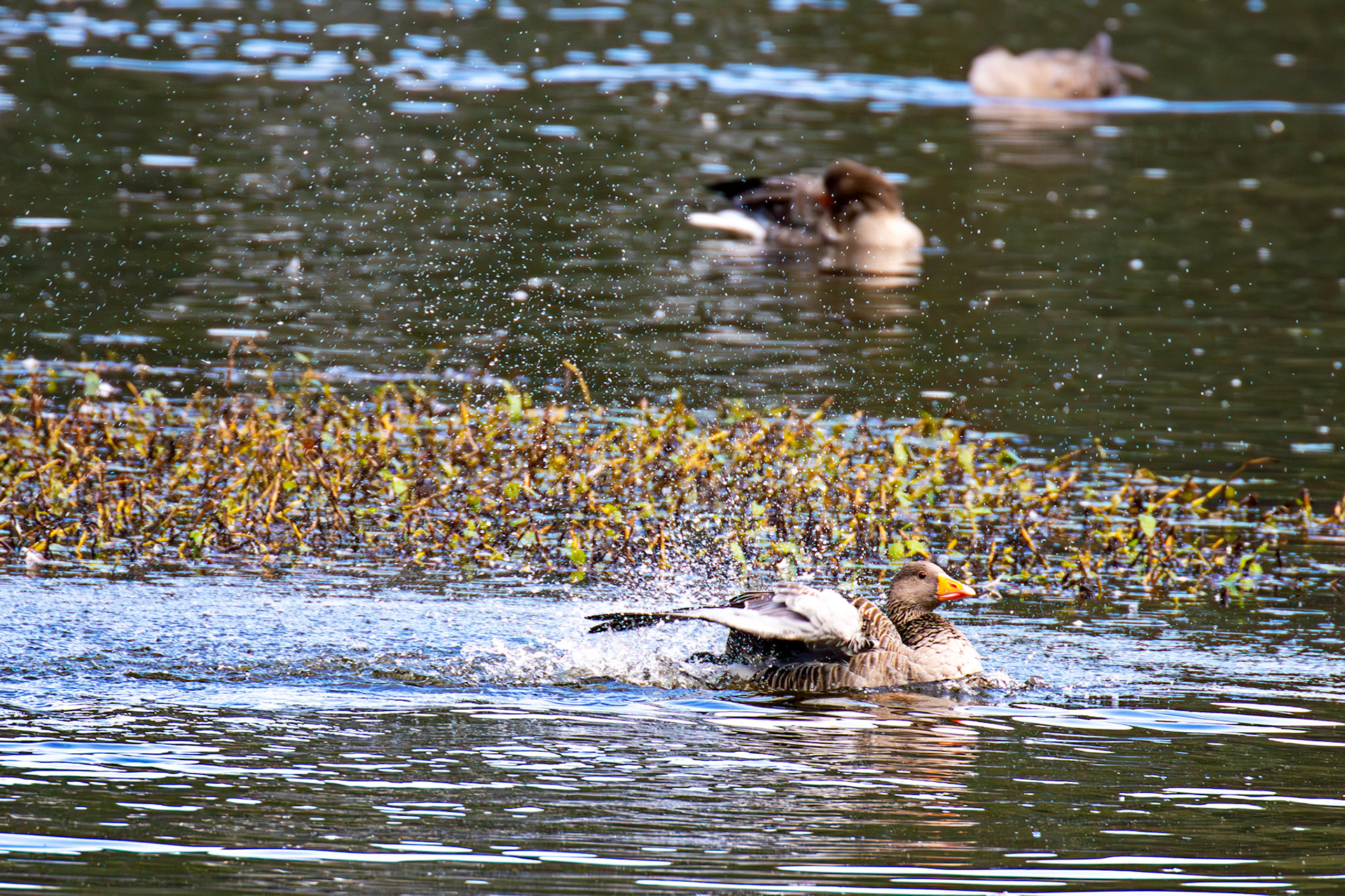 Greylag Geese at Beecraigs 24 September 2024