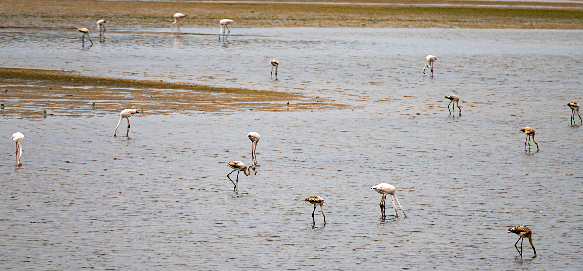 Greater Flamingoes - Reserva Natural do Estuario do Douro 20 August 2026