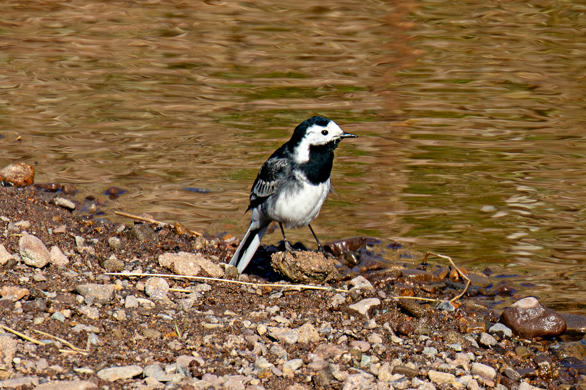Pied Wagtail at Sheriffmuir 20 April 2025