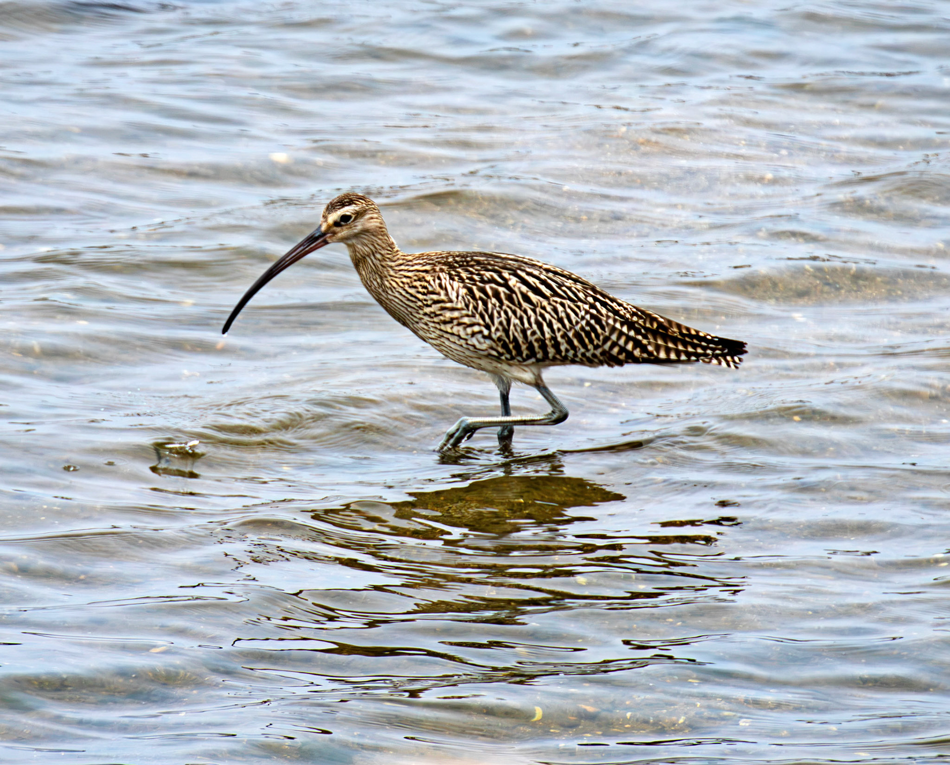 Eurasian Curlew - Reserva Natural do Estuario do Douro 20 August 2026