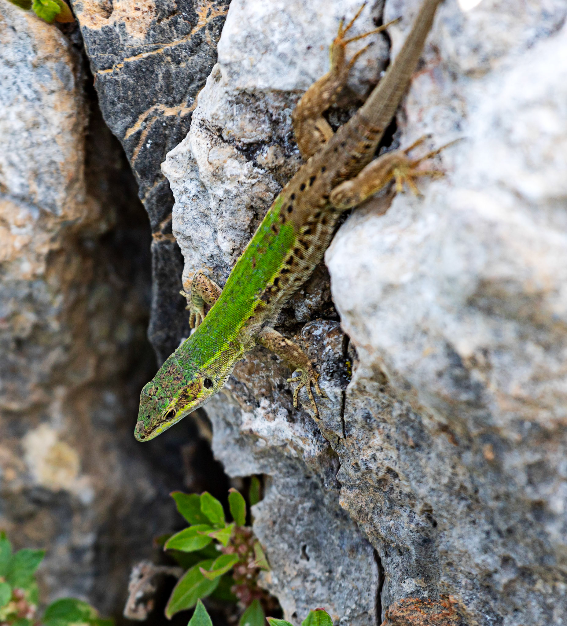 Monteriggioni 22 June 2024