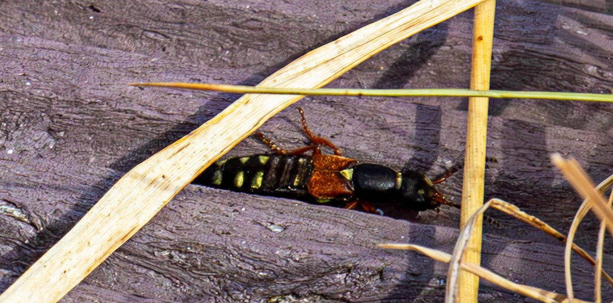 Rove Beetle (Staphylinus caesareus) - Forsinard 01 May 2026