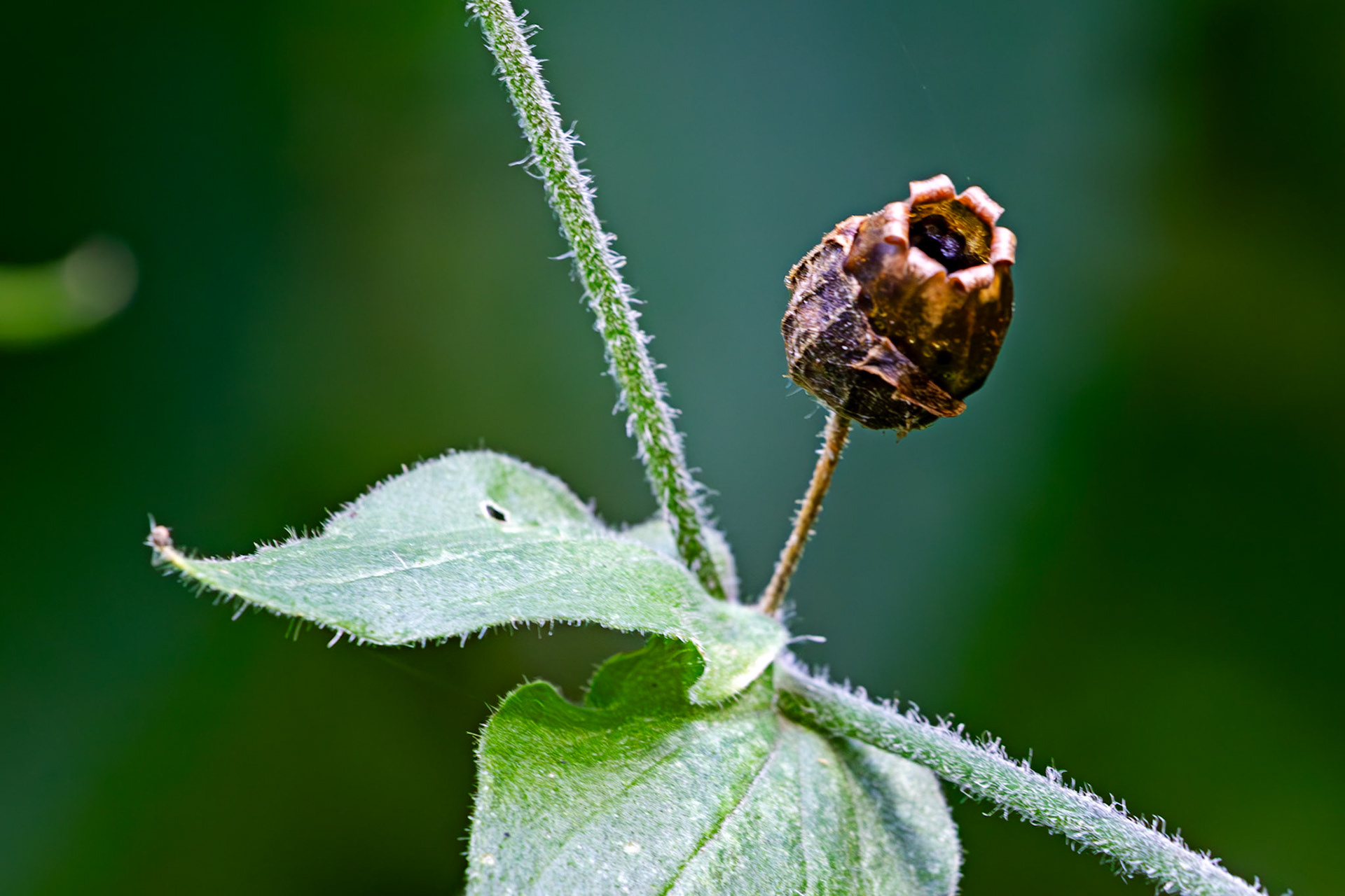 RSPB Loch Lomond 03 August 2024