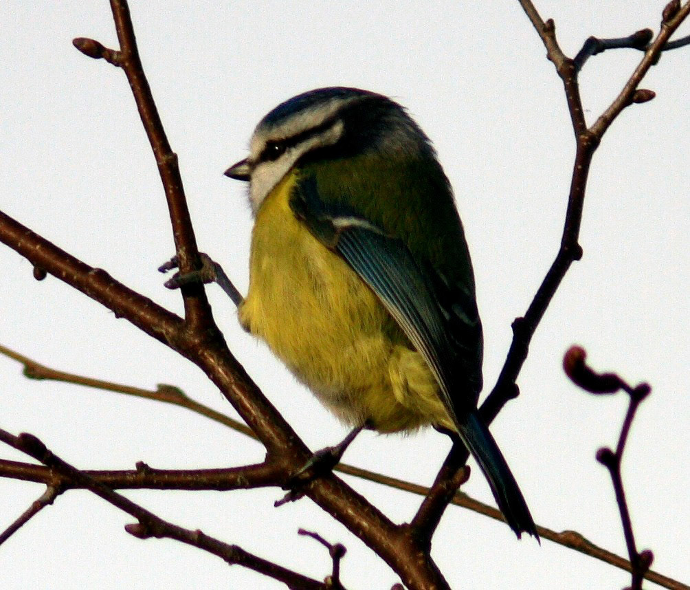MontrosePlease see my other Photographs at: www.jamespdeans.co.uk