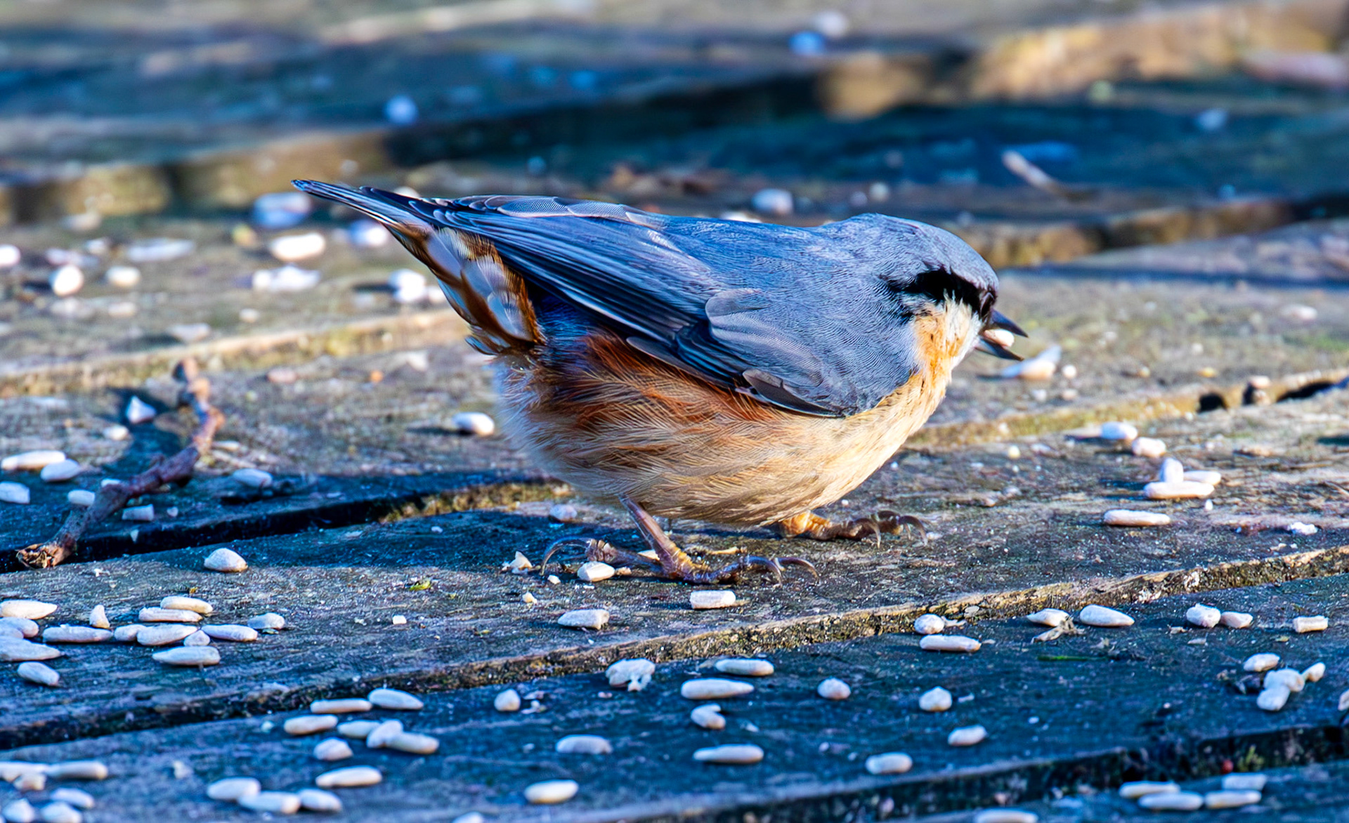 Nuthatch at Bavelaw 30 January 2025