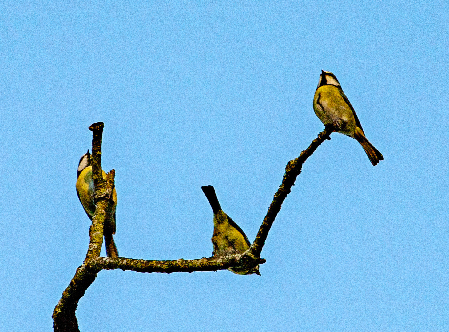 Blue Tits at Kinneil House 18 January 2024