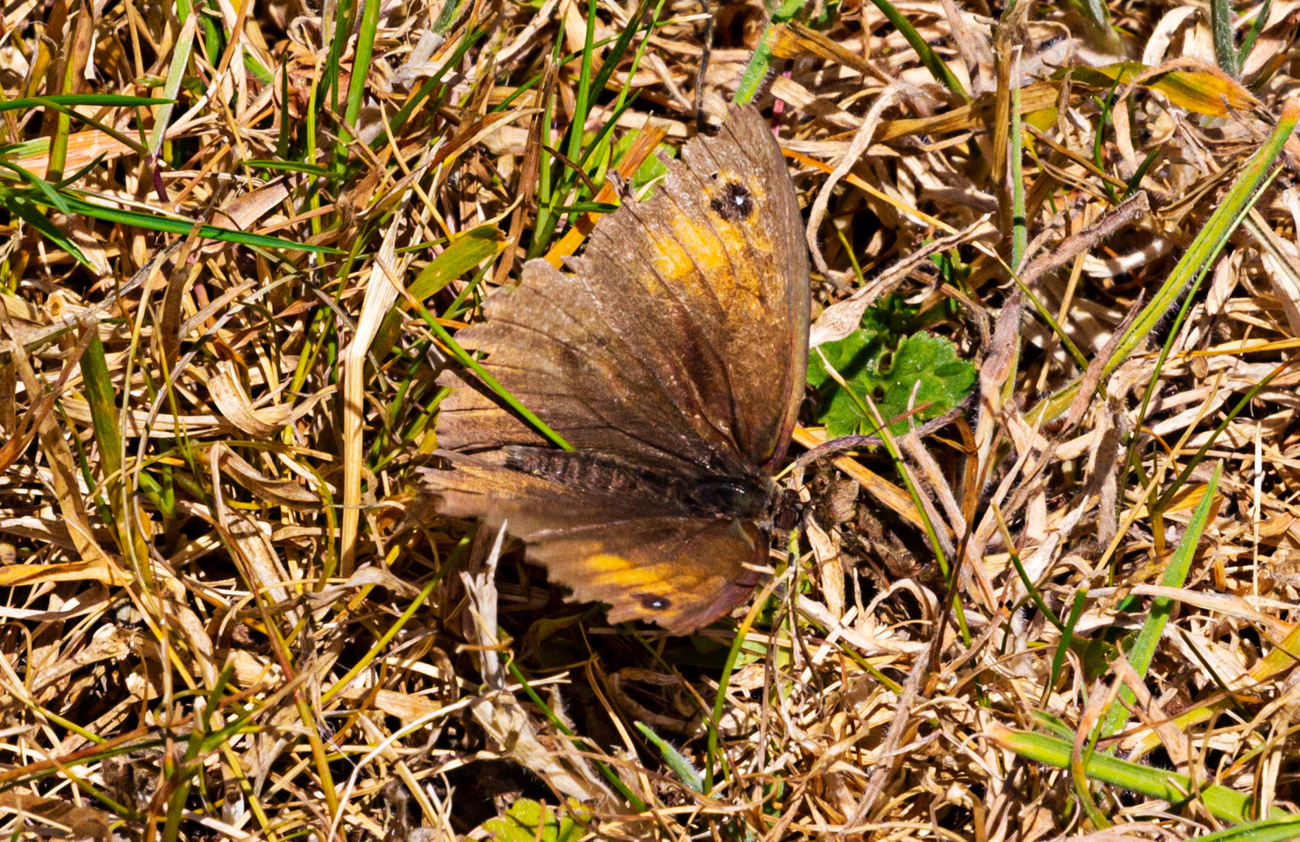 Mottistone IOW 16 July 2022