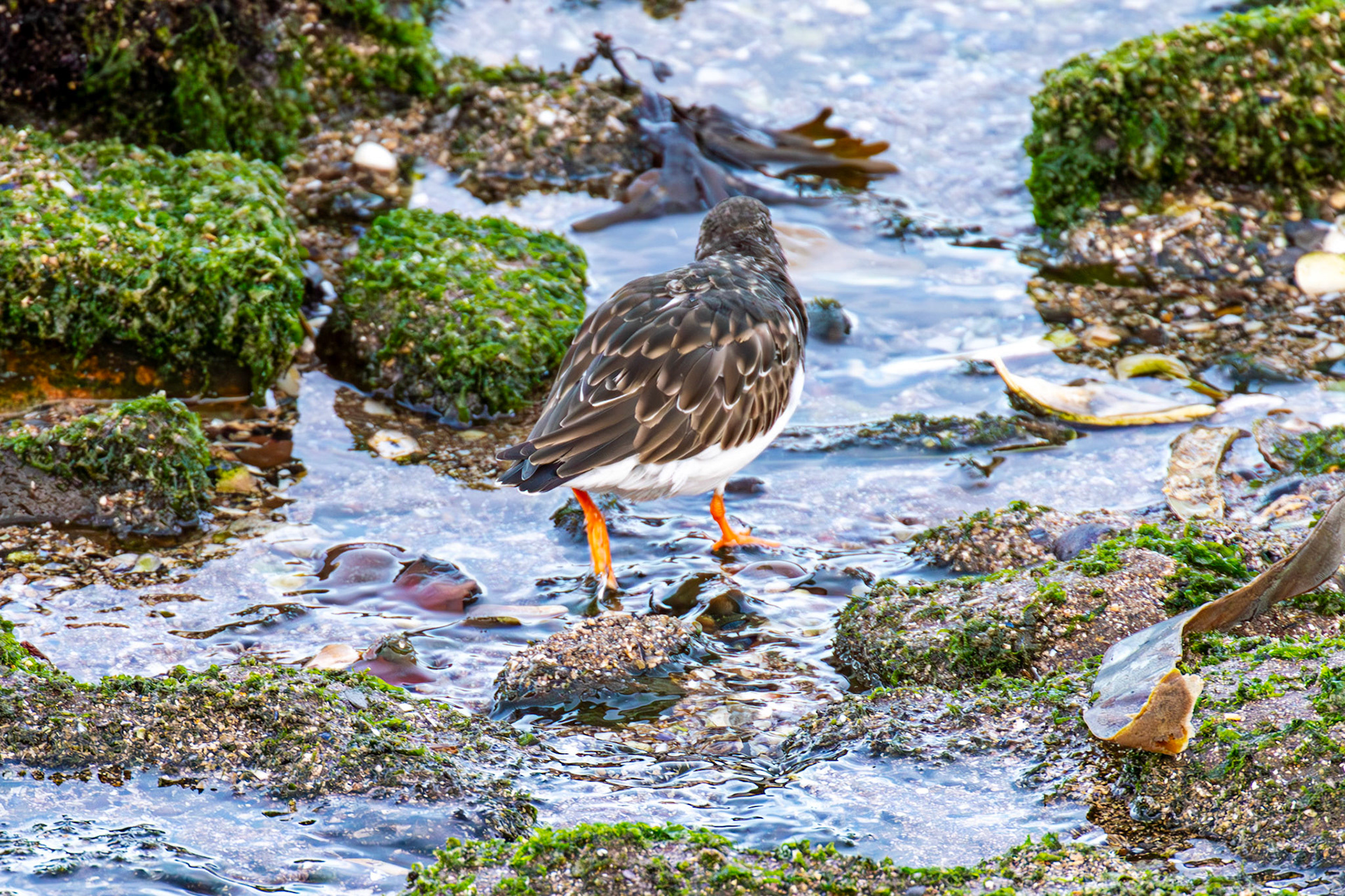 Turnstone, Port Seton 18 November 2024