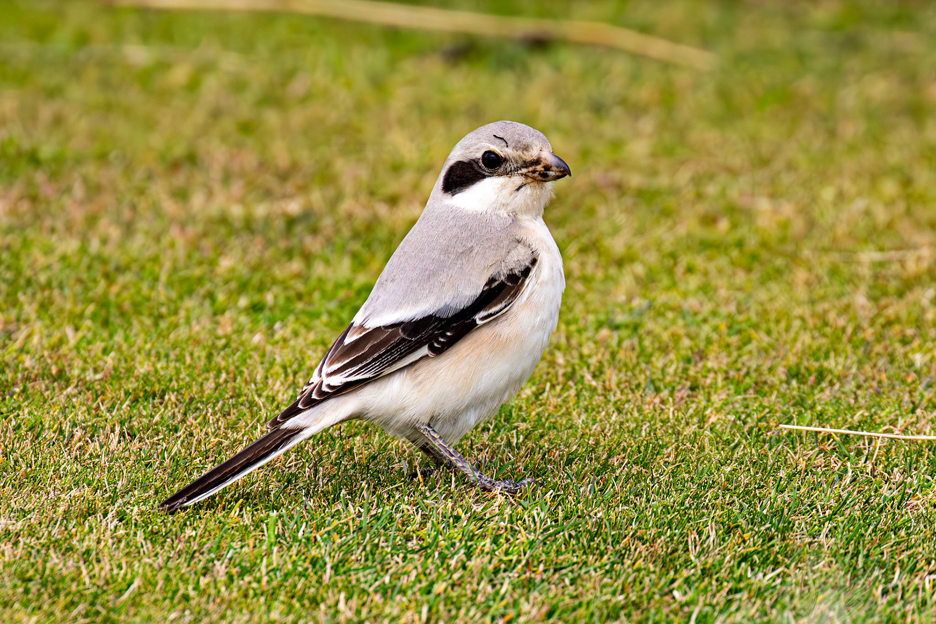 Steppe Grey Shrike in Dunbar 14 Sept 2024