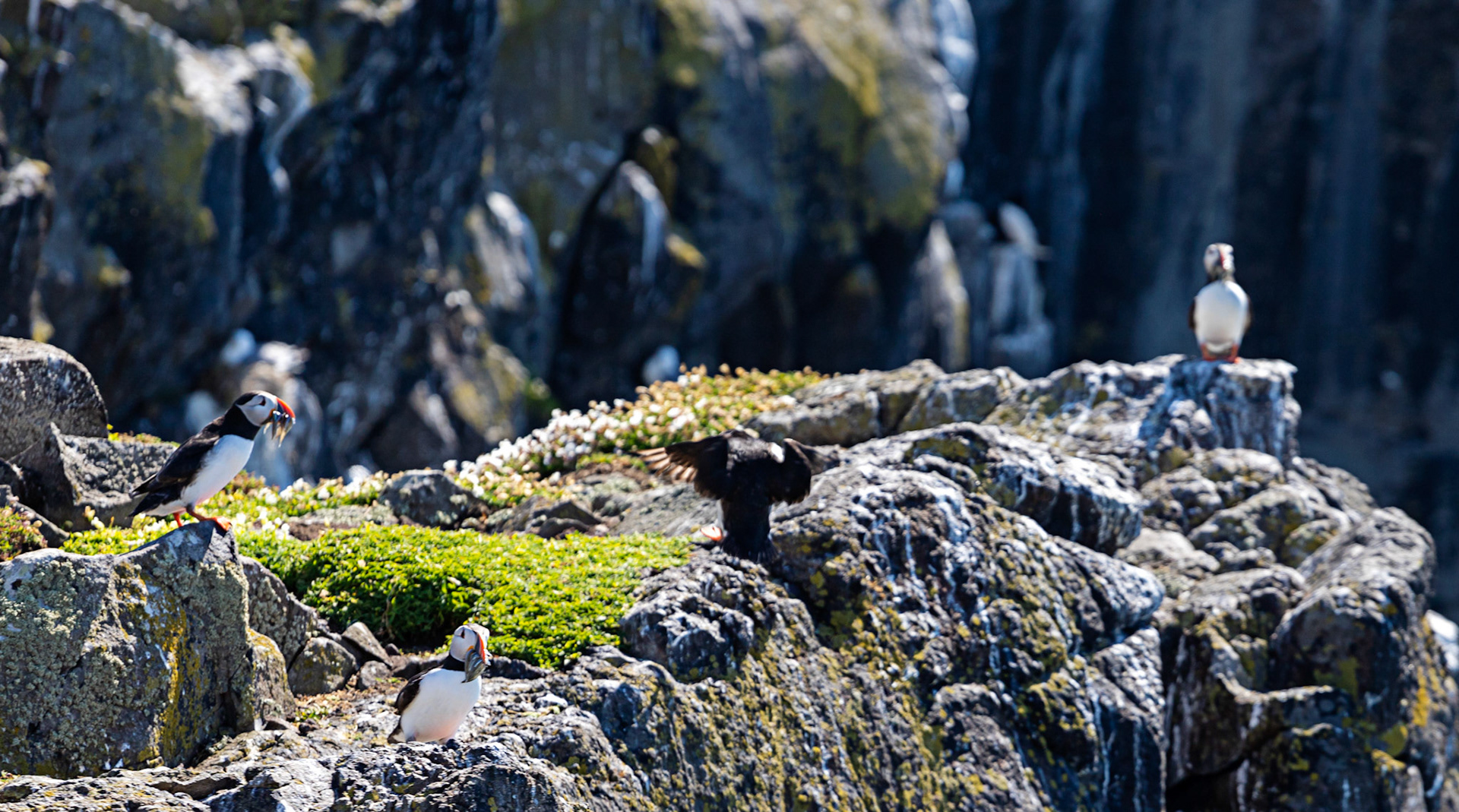 Puffin - Isle of May - 04 June 2022