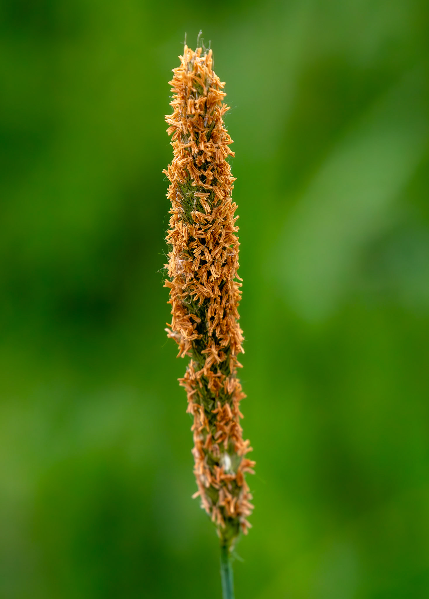 Grass seed head at Black Devon Wetlands RSPB 23 May 2025