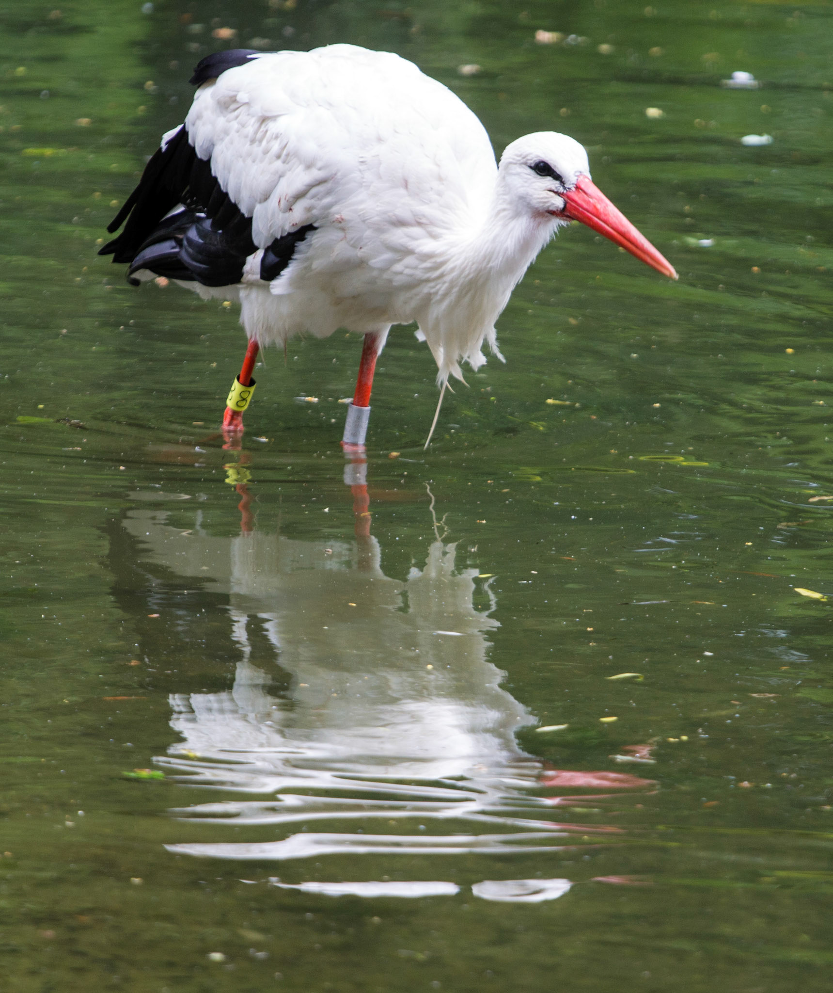 CernayPlease see my other Photographs at: http://www.jamespdeans.co.uk/