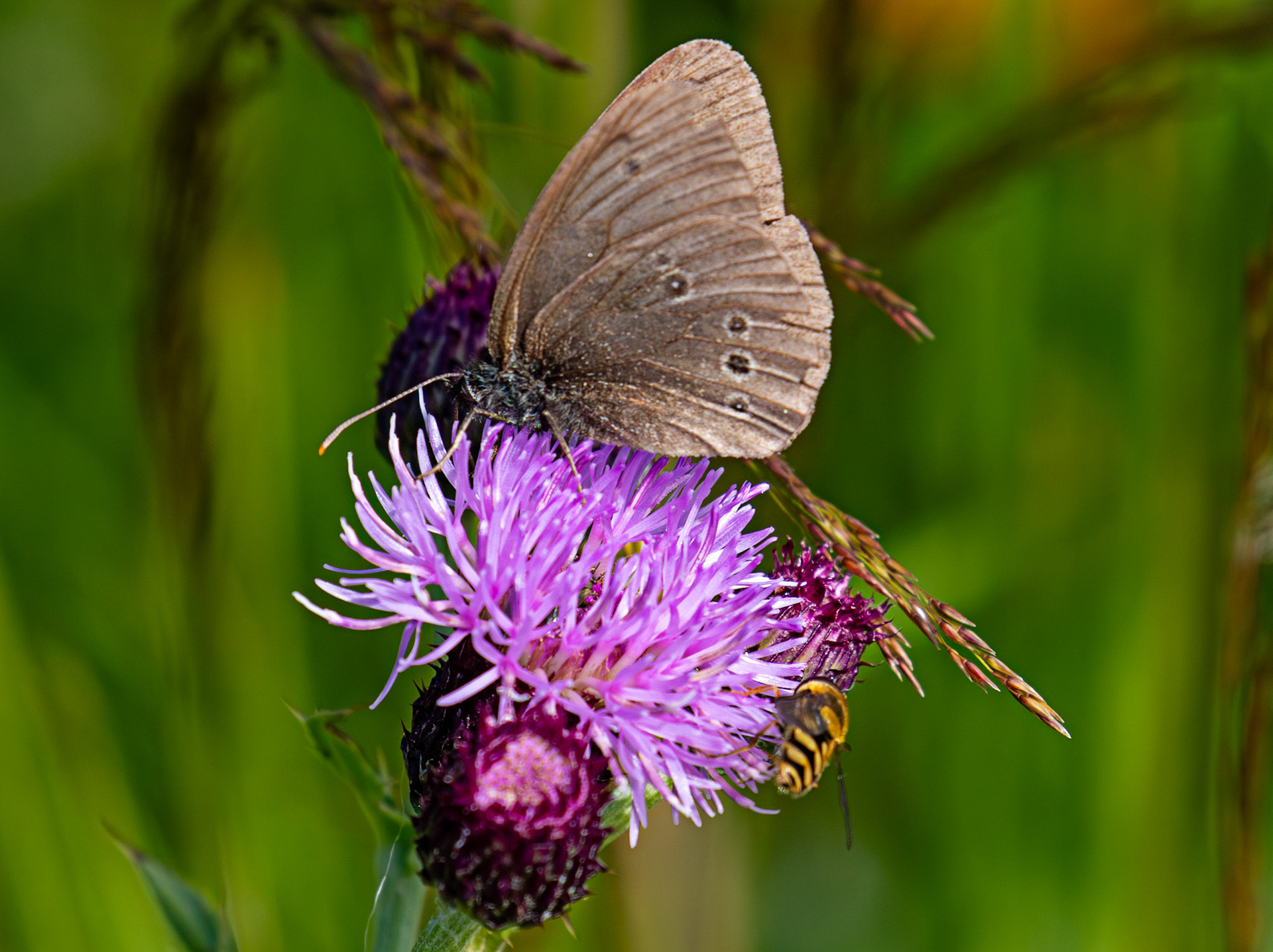 Ringlet - Harperrig 08 July 2025