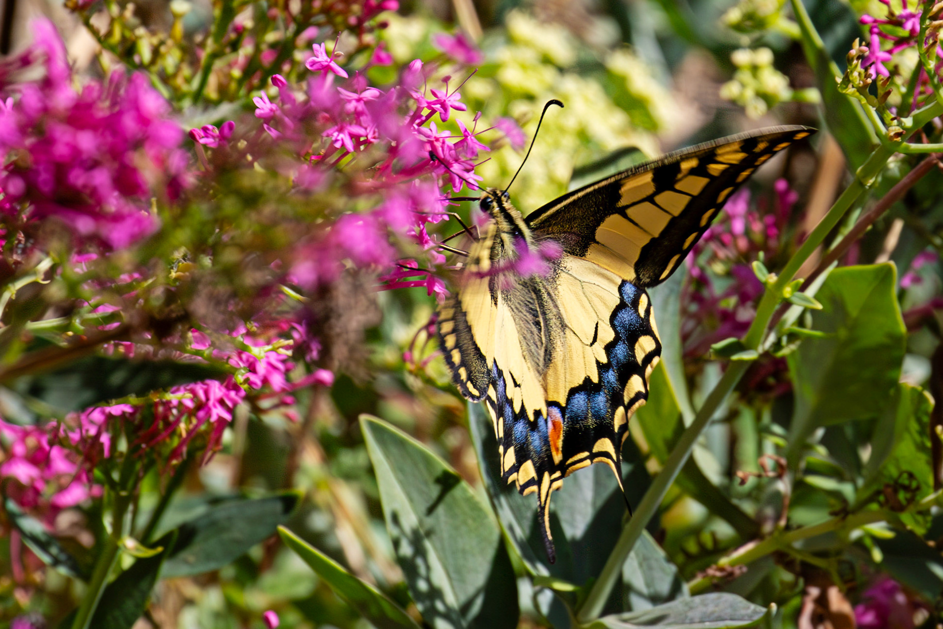 Swallowtail Butterfly - Riomaggiore 06 Sept 2025
