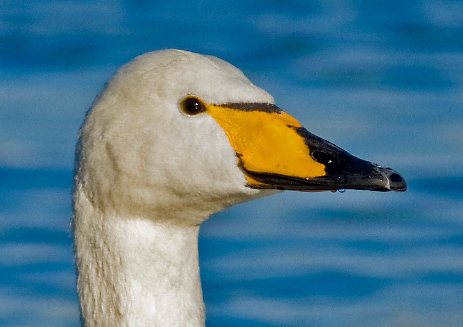 Hogganfield LochPlease see my other Photographs at: http://www.jamespdeans.co.uk/