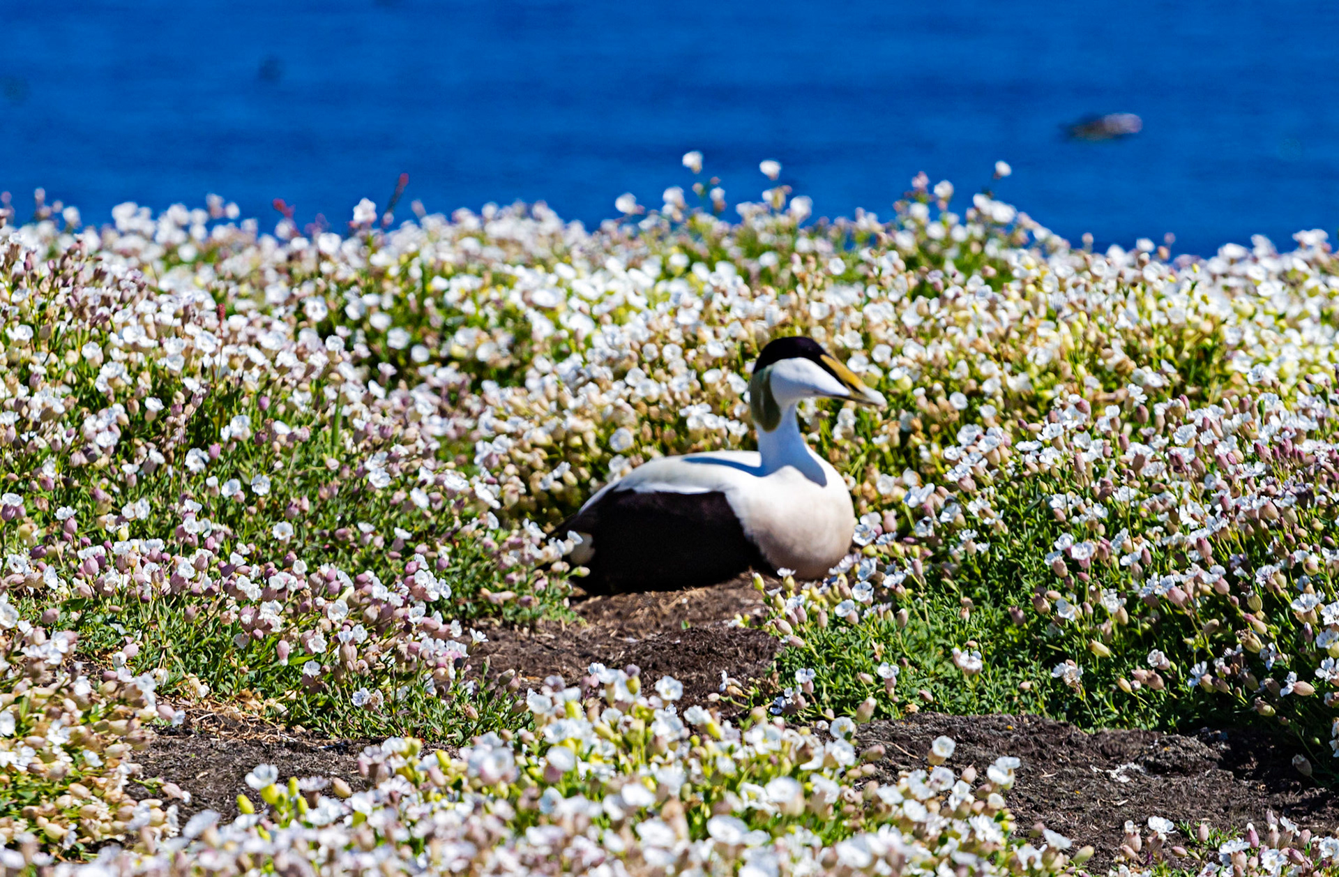 Isle of May - 04 June 2022