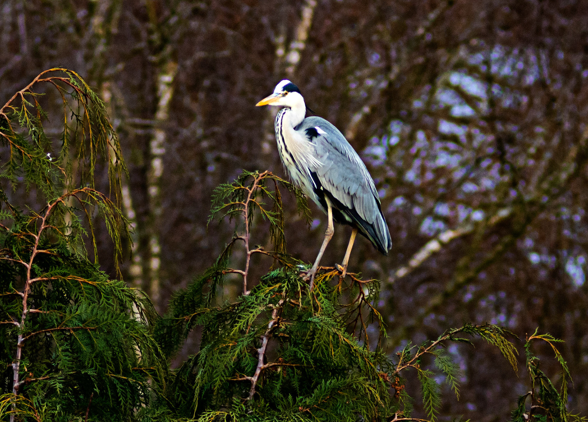 Grey Heron at Linlithgow Loch - 09 March 2021Please see my other photos at JamesPDeans.co.uk