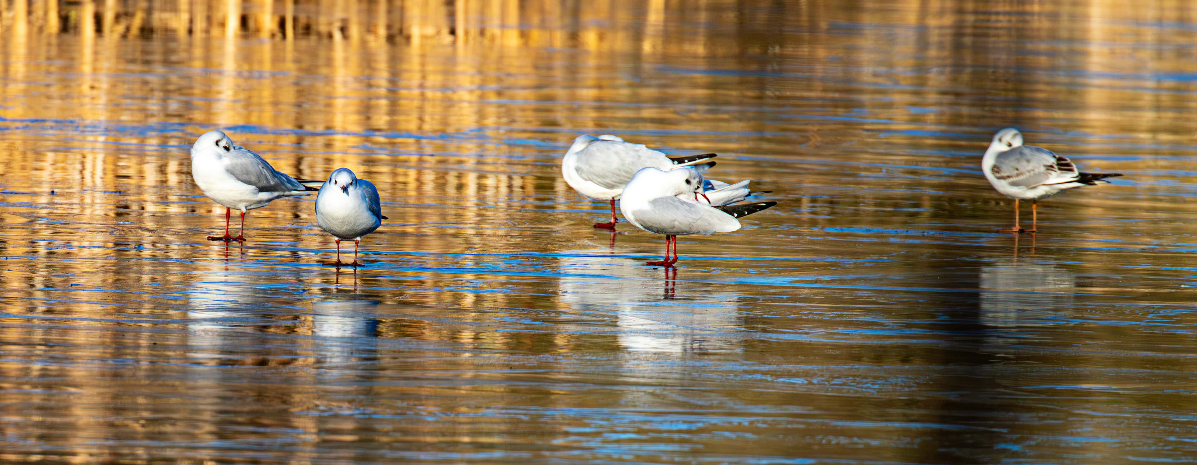 Black Headed Gulls at Birnie &amp; Gaddon Lochs 08 January 2025