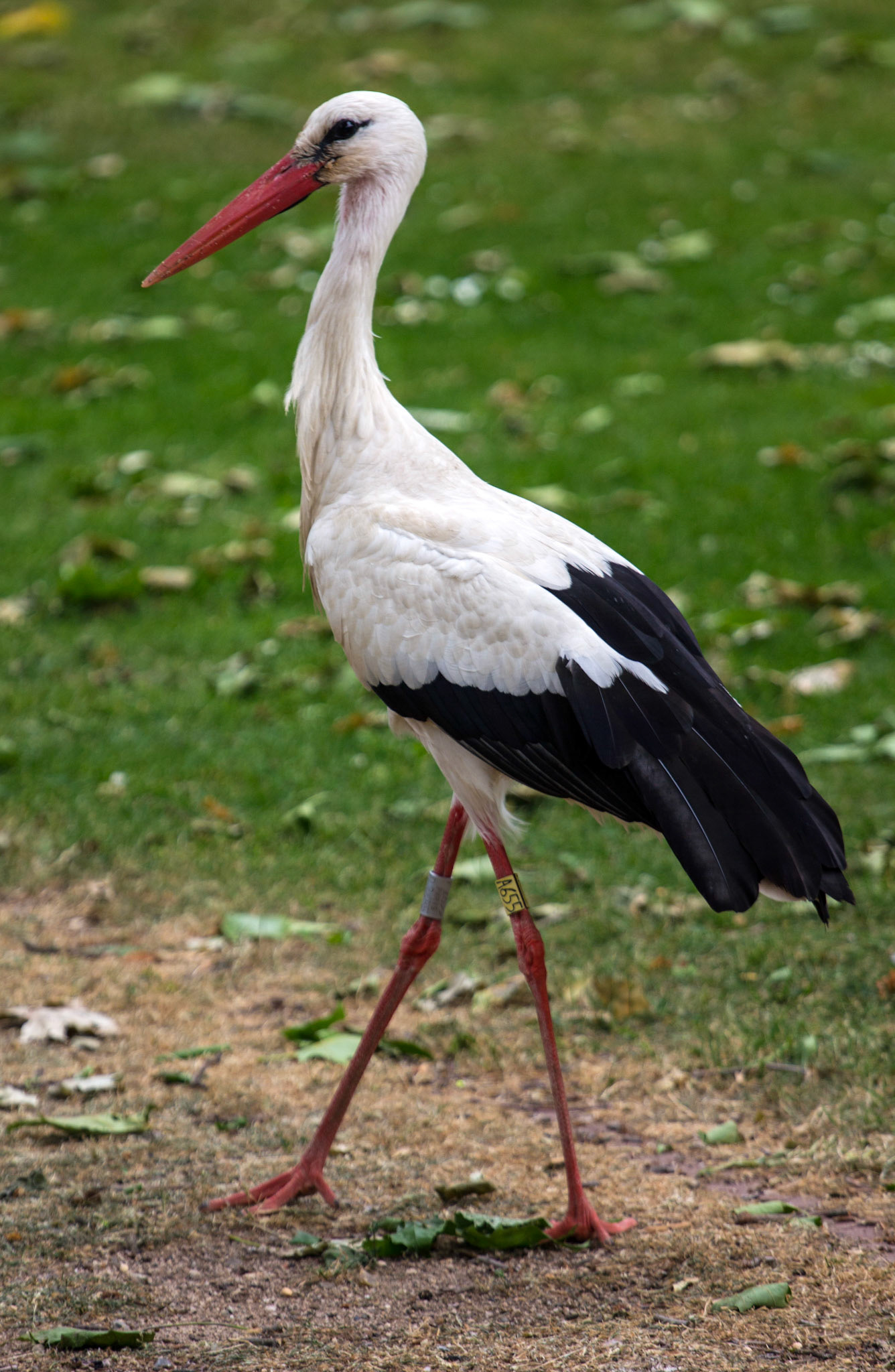 CernayPlease see my other Photographs at: http://www.jamespdeans.co.uk/