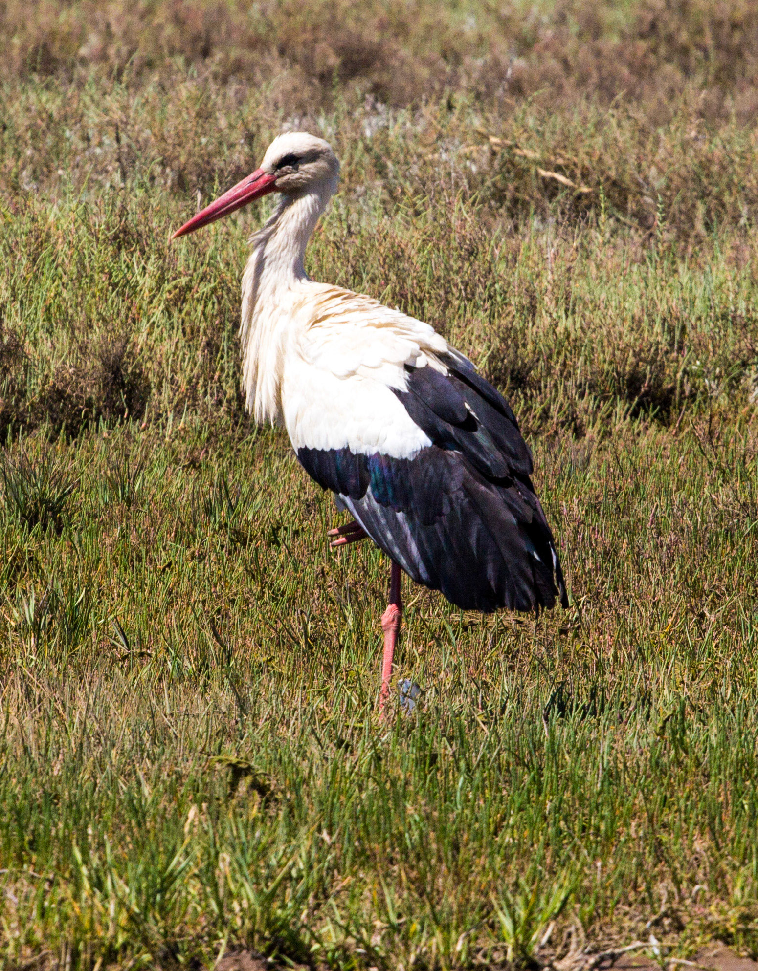 Eastern AlgarvePlease see my other Photographs at: http://www.jamespdeans.co.uk/