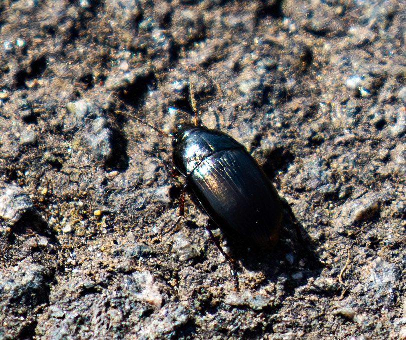 Bo'ness 19 March 2026