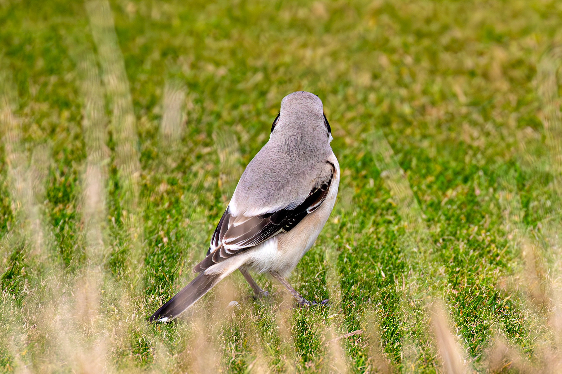 Steppe Grey Shrike in Dunbar 14 Sept 2024