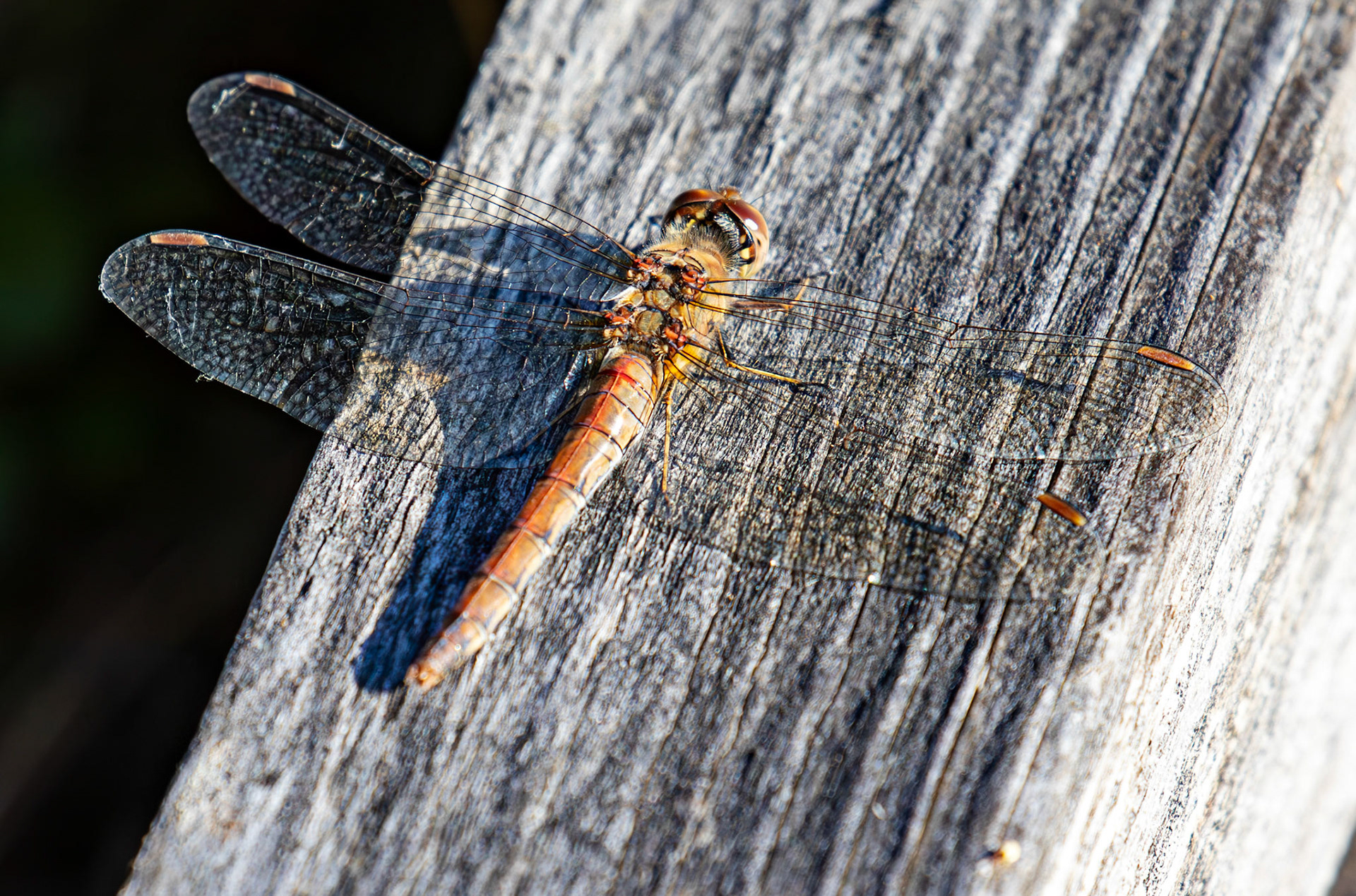 Common Darter - Sympetrum striolatum - Bavelaw 25 Sep 2025