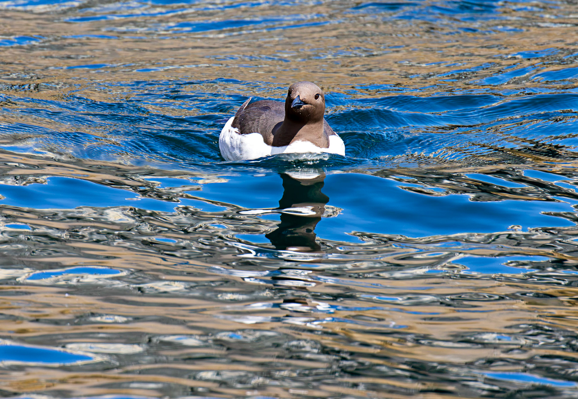 Guillemots - Farne Islands 03 July 2026