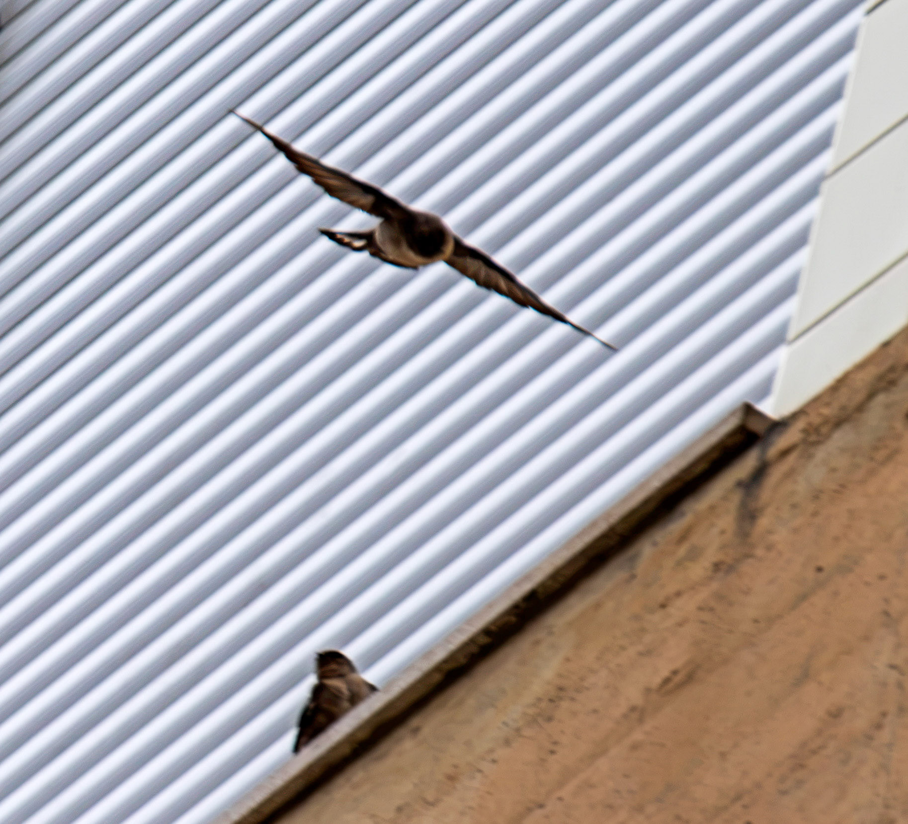 Crag Martin. Gaia 19 August 2026