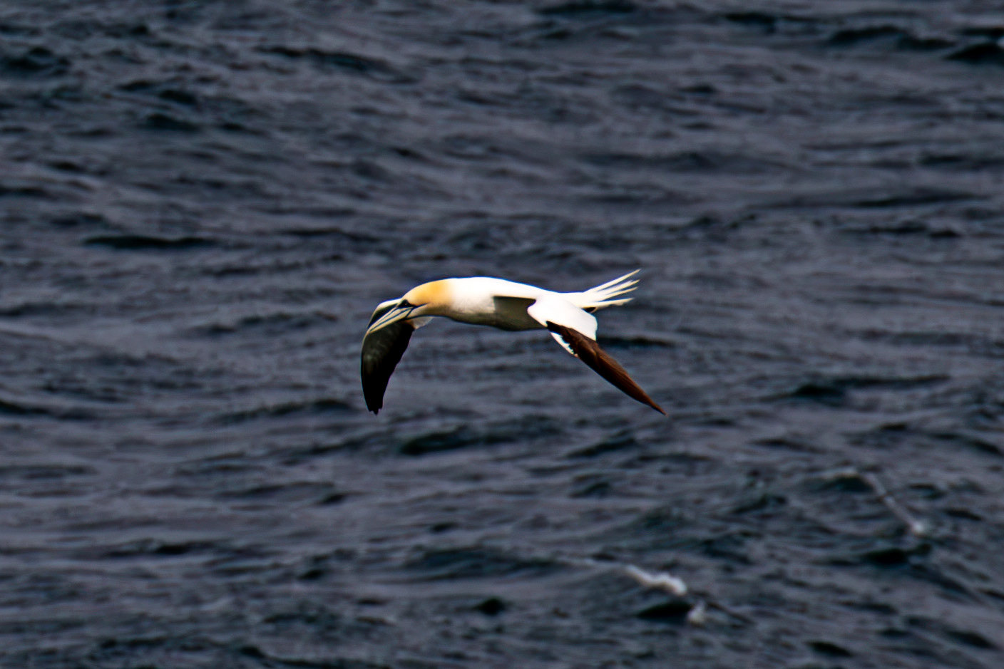 Northern Gannet - Tantallon Castle 04 July 2026