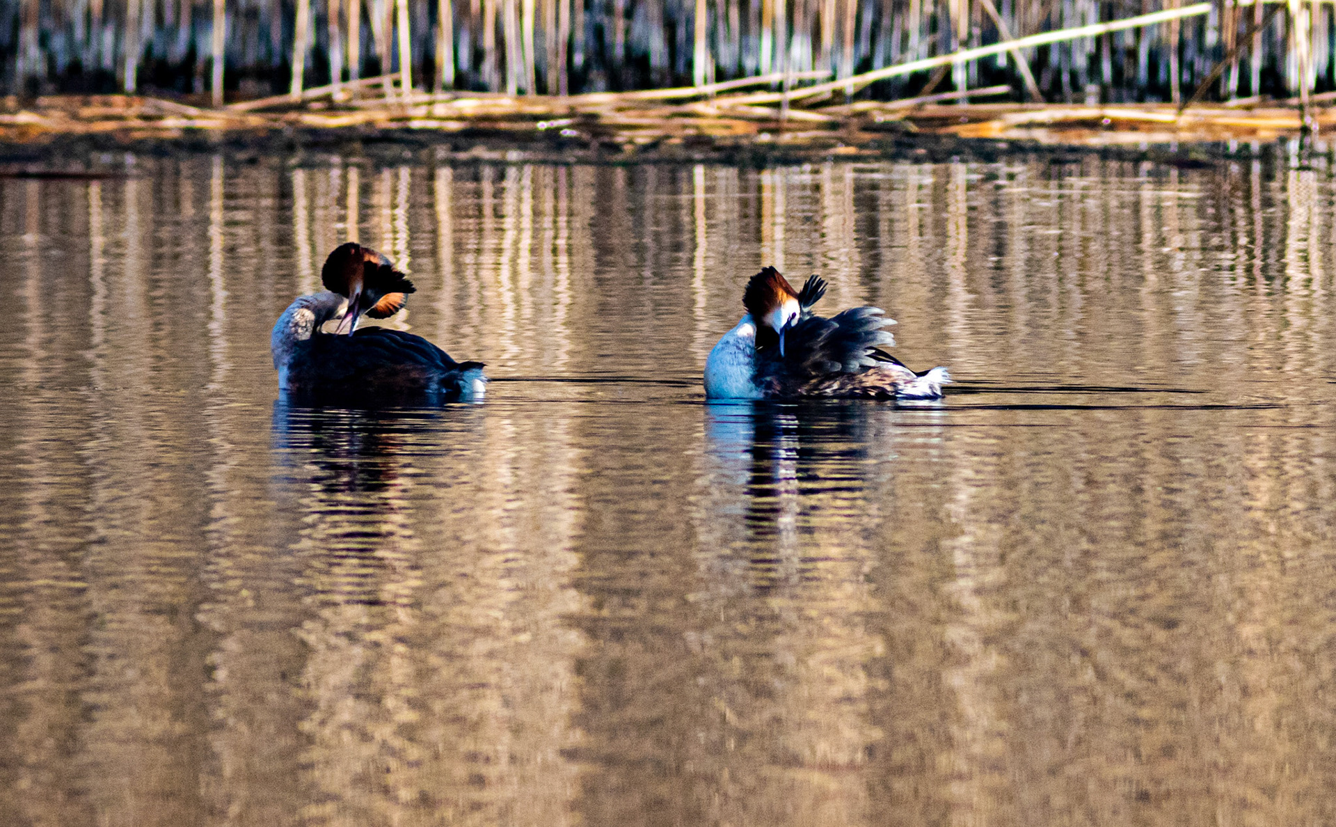 Displaying Great Crested Grebes at Linlithgow Loch - 09 March 2021Please see my other photos at JamesPDeans.co.uk