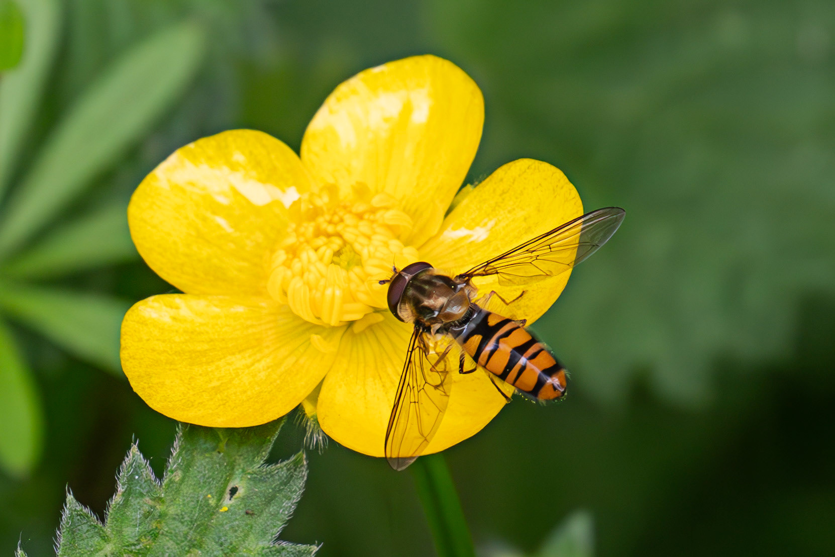 Marmalade hoverfly (Episyrphus balteatus) Gogar Bridge - Leyburn Road 31 May 2025