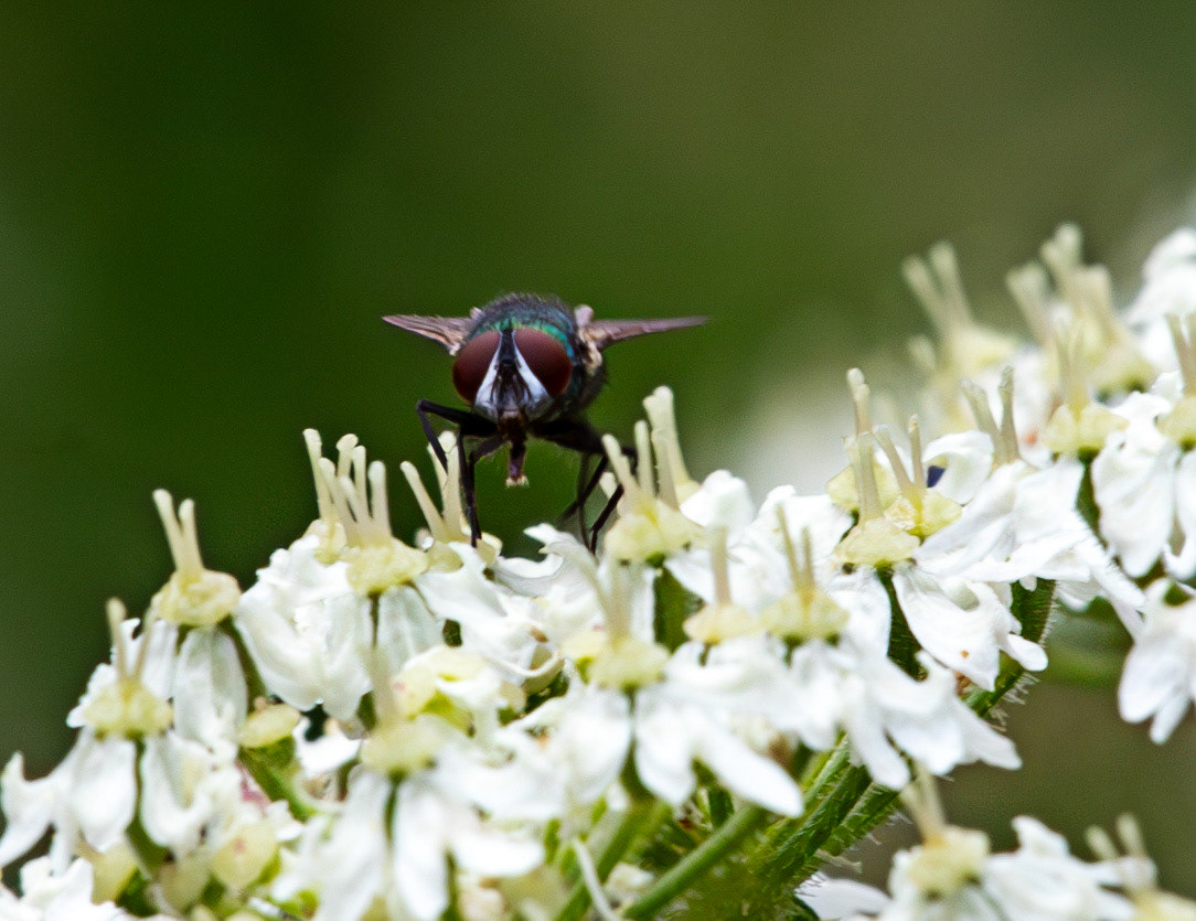 Insects in Livingston 22 July 2024