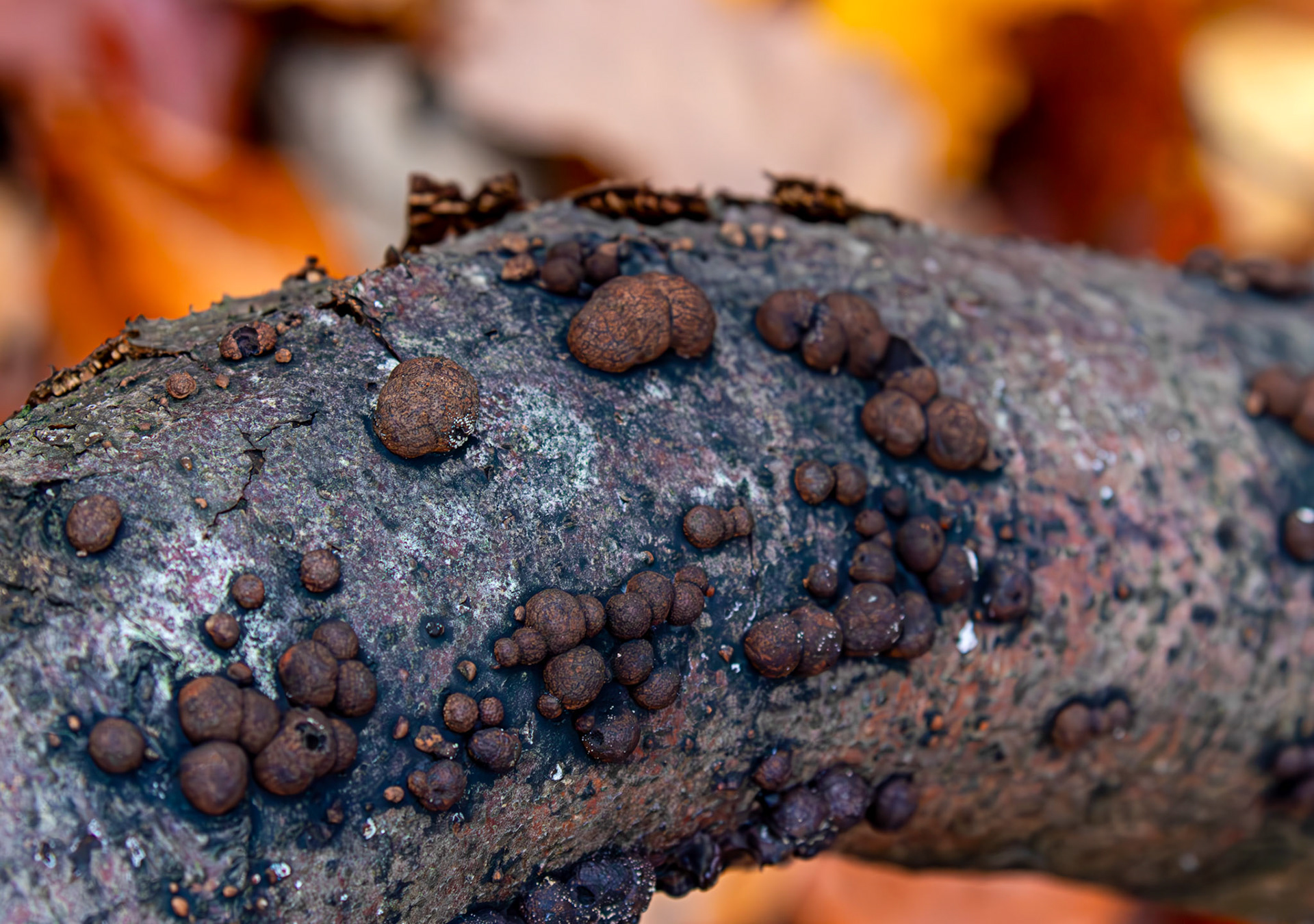 Beech Woodwart (Hypoxylon fragiforme) - Deans Woods - 07 November 2025