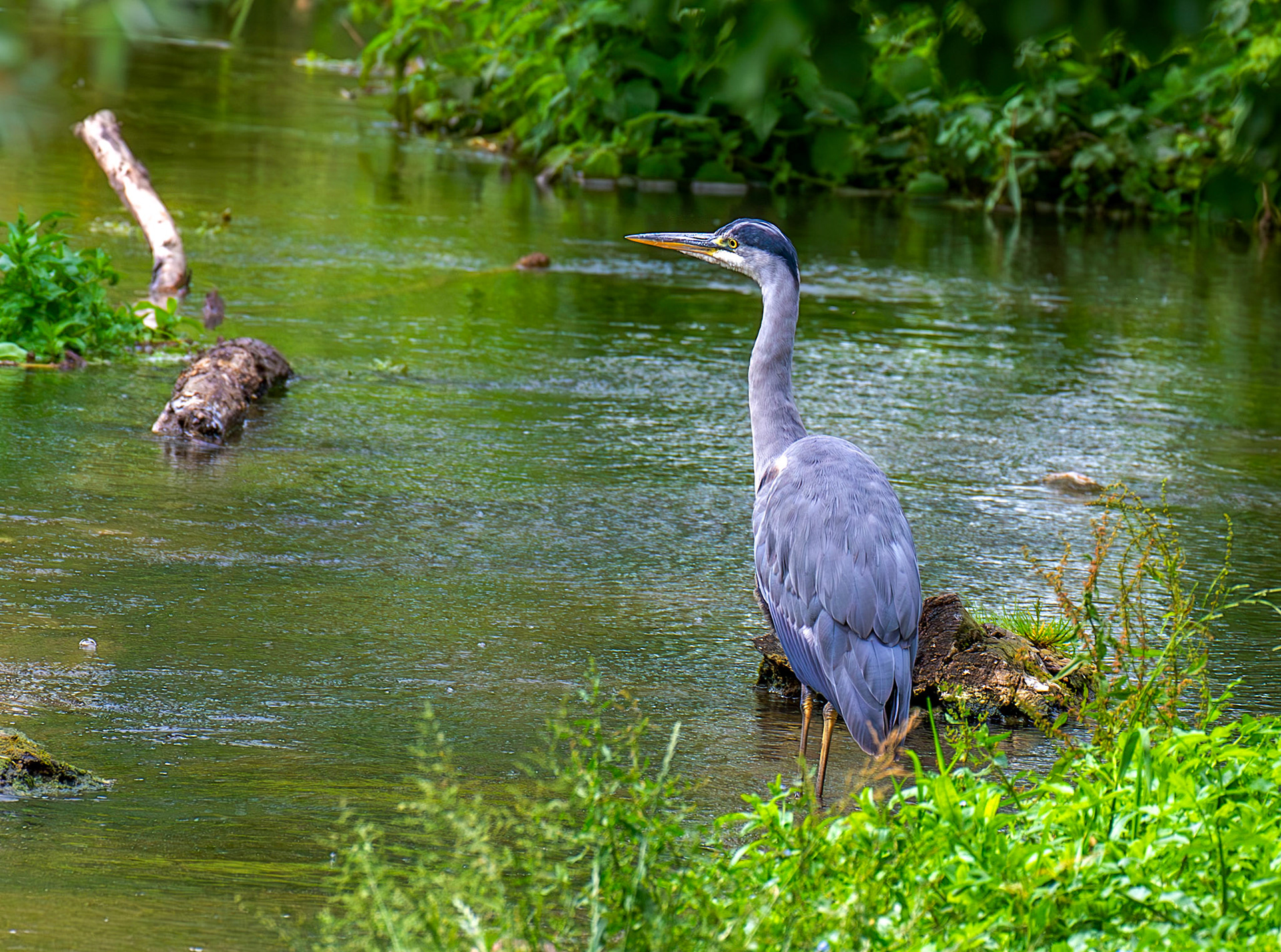 Grey Heron, River Cam, Cambridge 14 June 2026
