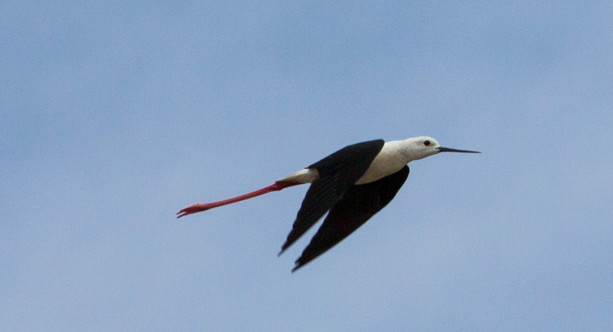 Black-Winged Stilt in Tavira, Algarve, Portugal. Please see my Photographs of Portugal at: http://www.jamespdeans.co.uk/p116503744