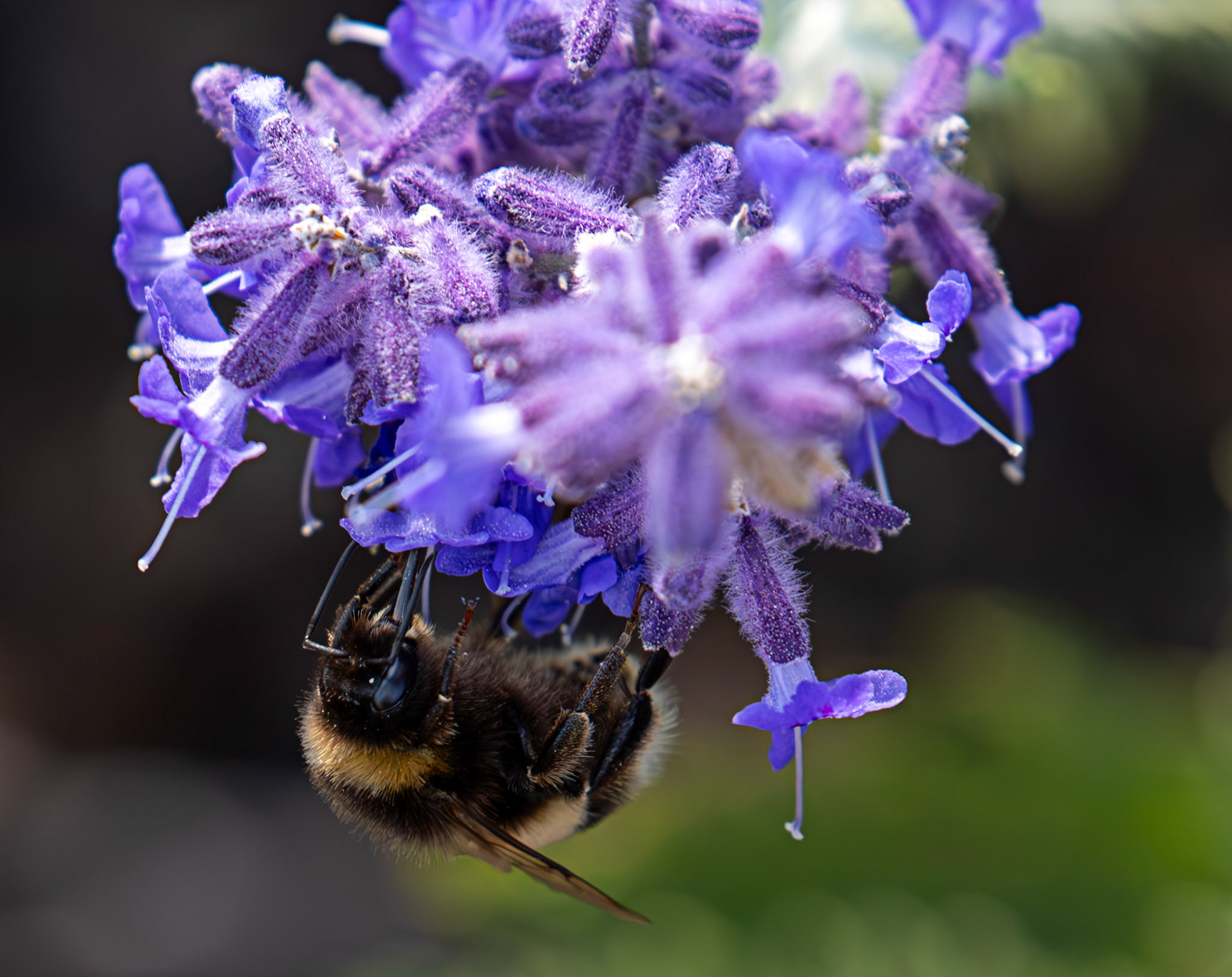 Buff-tailed Bumblebee (Bombus terrestris) Slough 05 August 2025