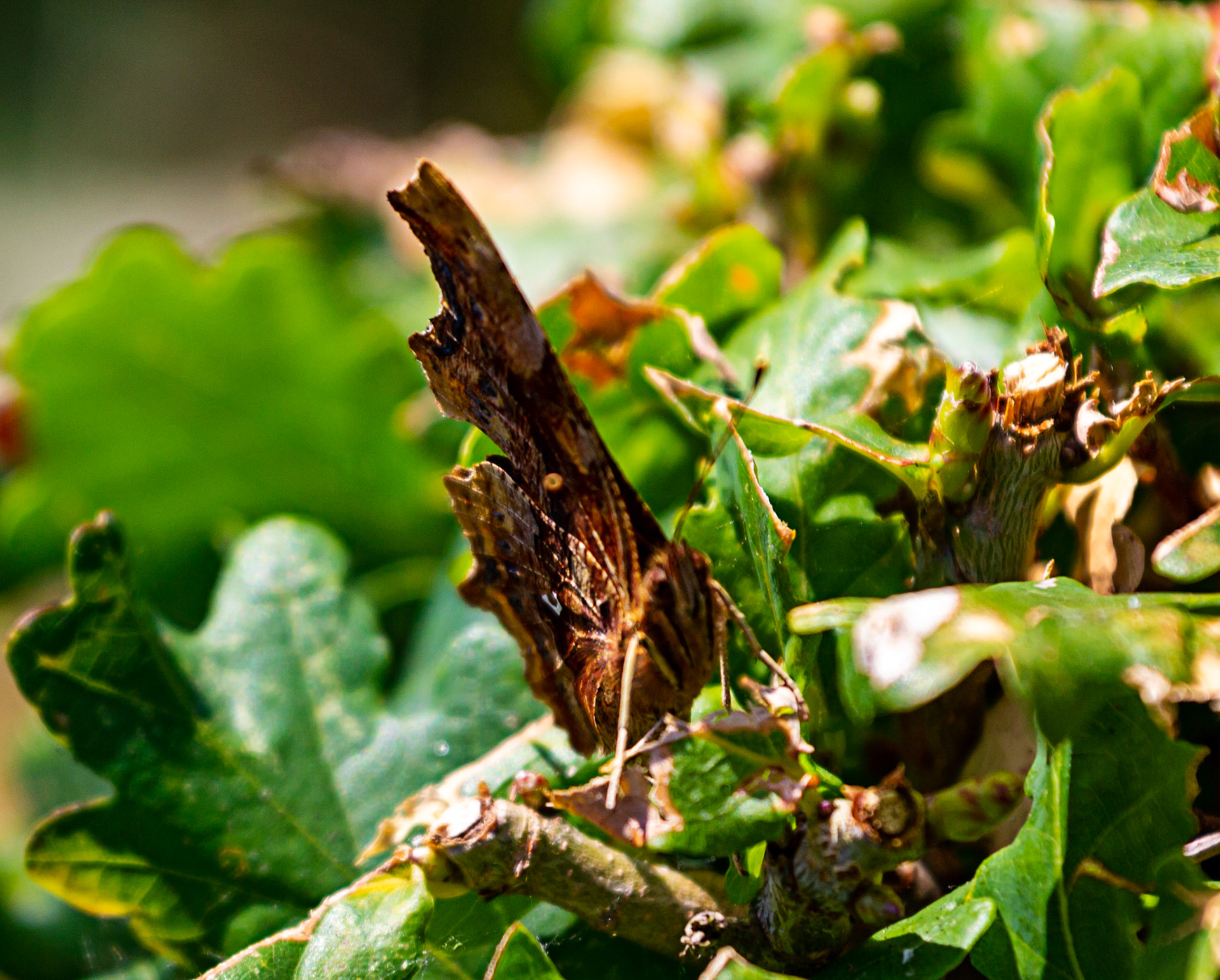 Godshill Model Village IOW 15  July 2022